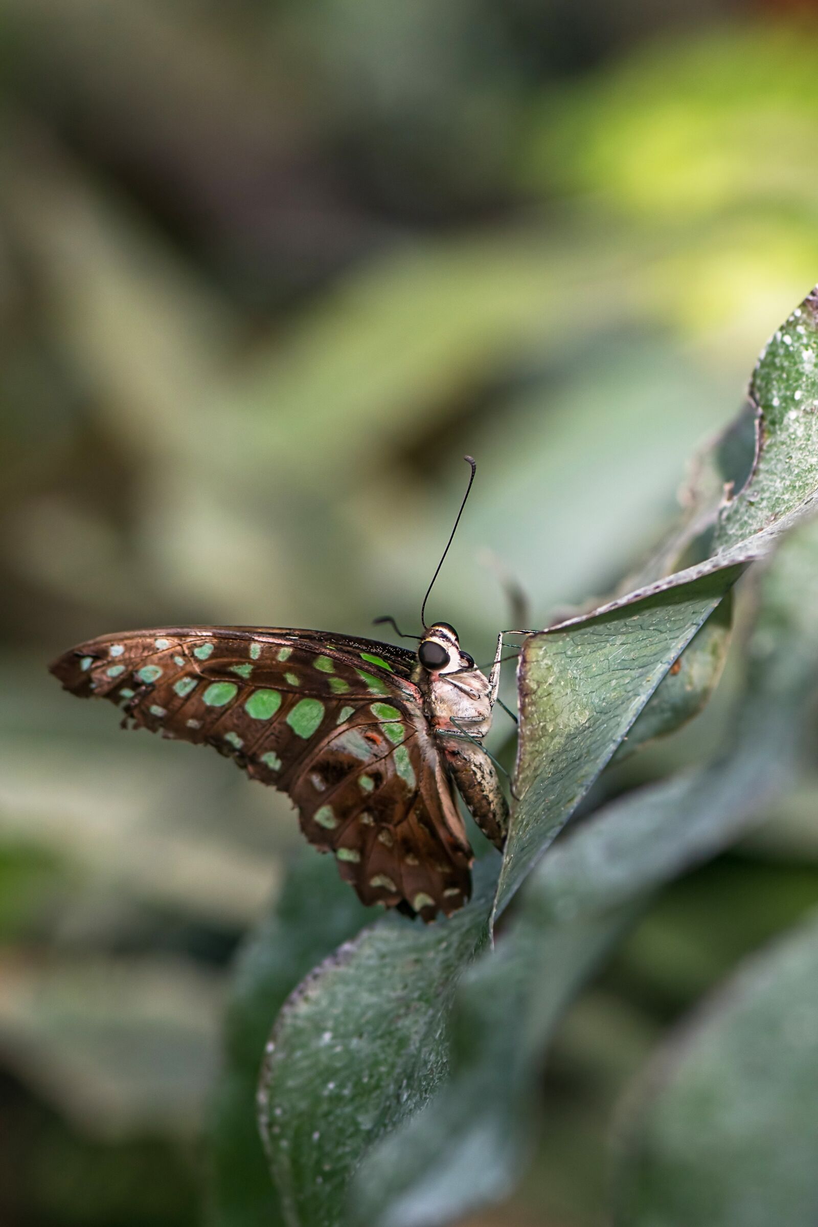 Nikon D800 sample photo. Butterfly, swallowtails jay, graphium photography
