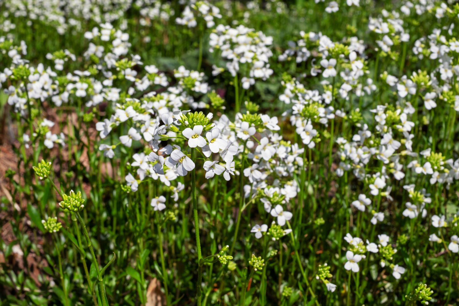 Fujifilm X-T10 + Fujifilm XF 35mm F1.4 R sample photo. Cress, cruciferous, flowers photography