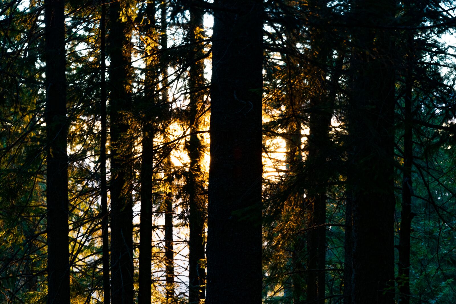 Nikon D3300 sample photo. Trees, sunlight, forest photography