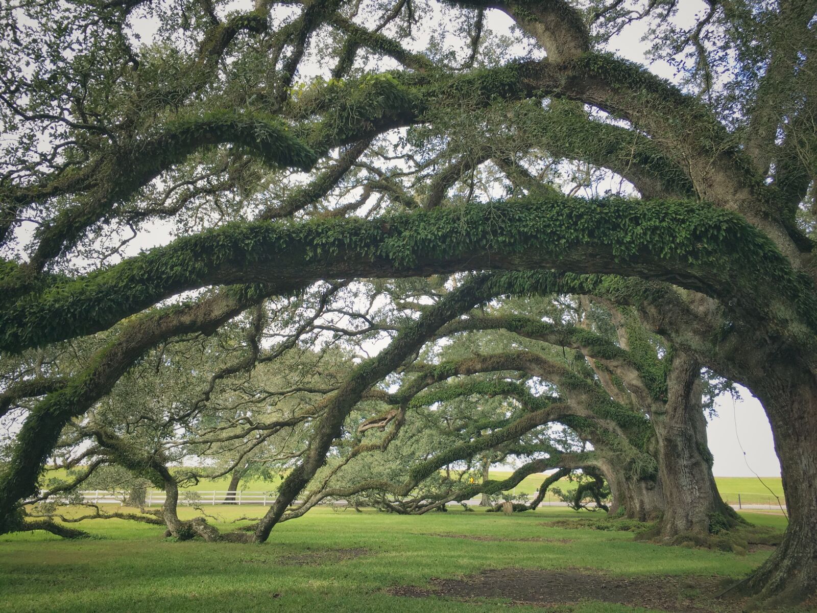 iPhone SE back camera 4.15mm f/2.2 sample photo. Nola, plantation, oak photography