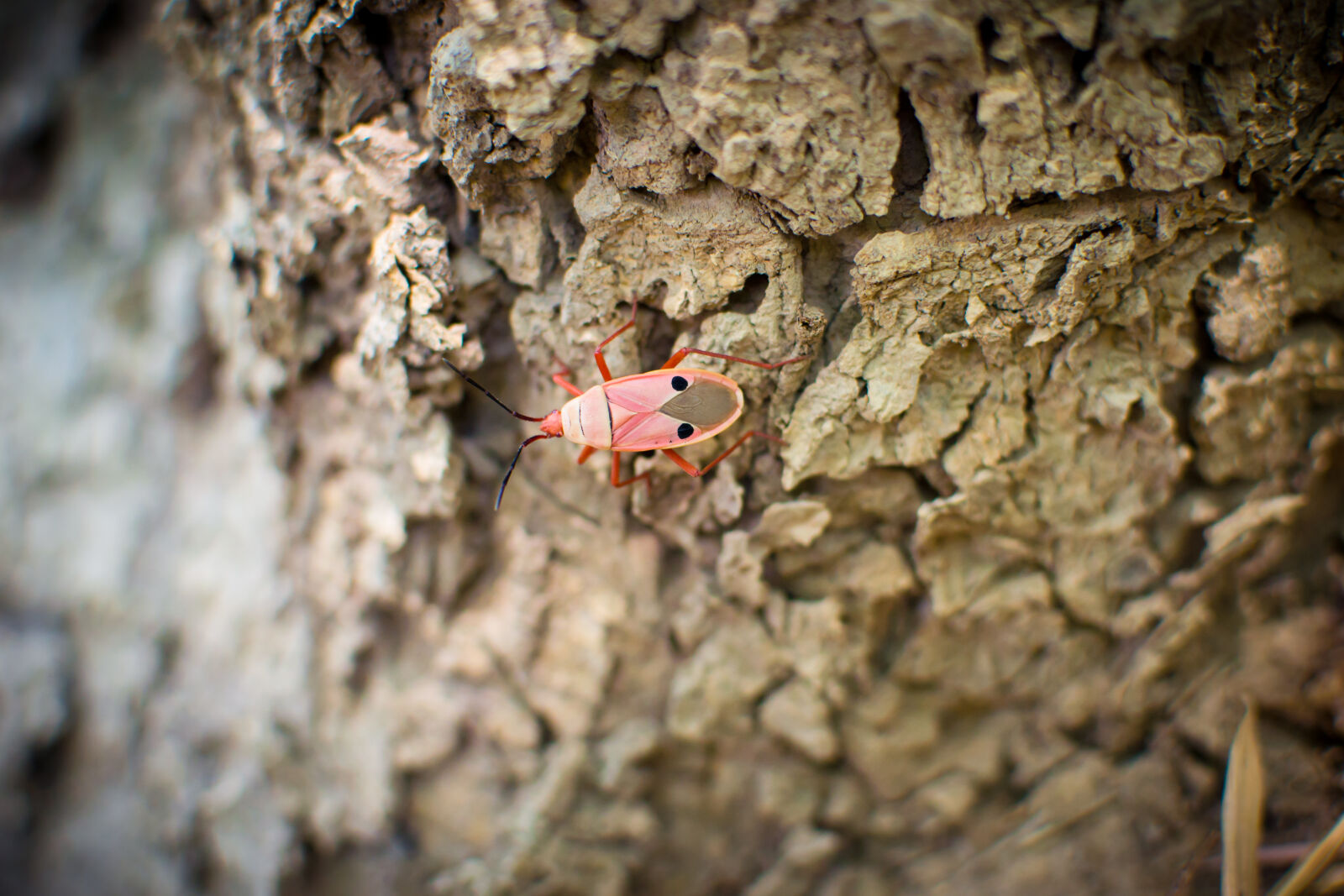 Nikon D3100 + Nikon AF-S DX Nikkor 35mm F1.8G sample photo. Tree, beetle, bug photography