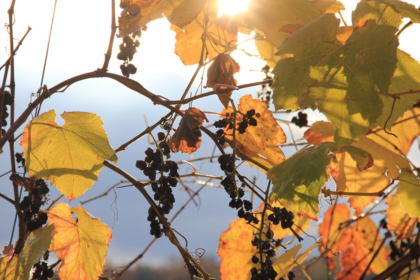 Canon EOS 550D (EOS Rebel T2i / EOS Kiss X4) sample photo. Autumn, light, grape photography