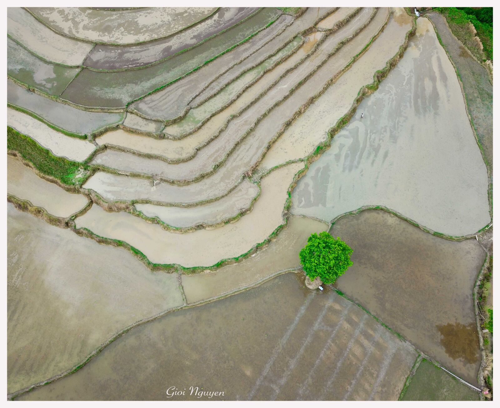 DJI FC220 sample photo. Rice field, rice, landscape photography