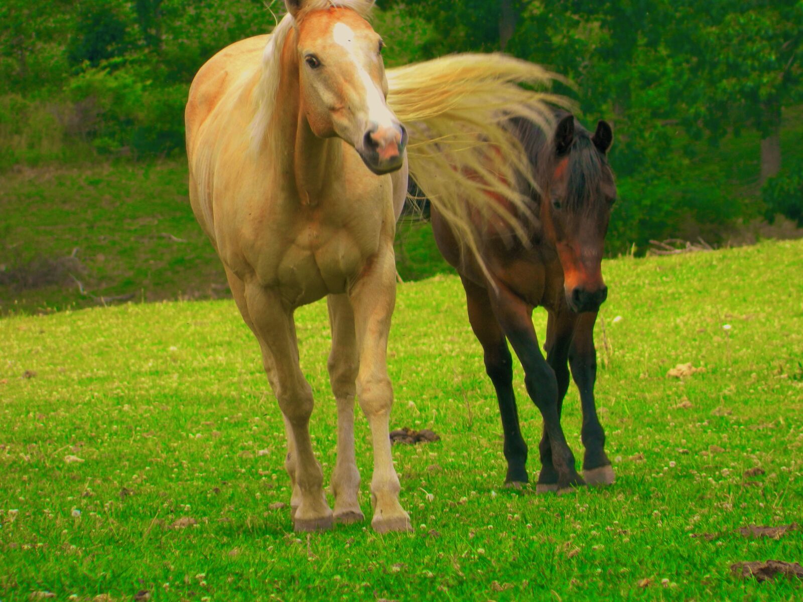 Nikon Coolpix L120 sample photo. Pasture buddies, palomino, bay photography