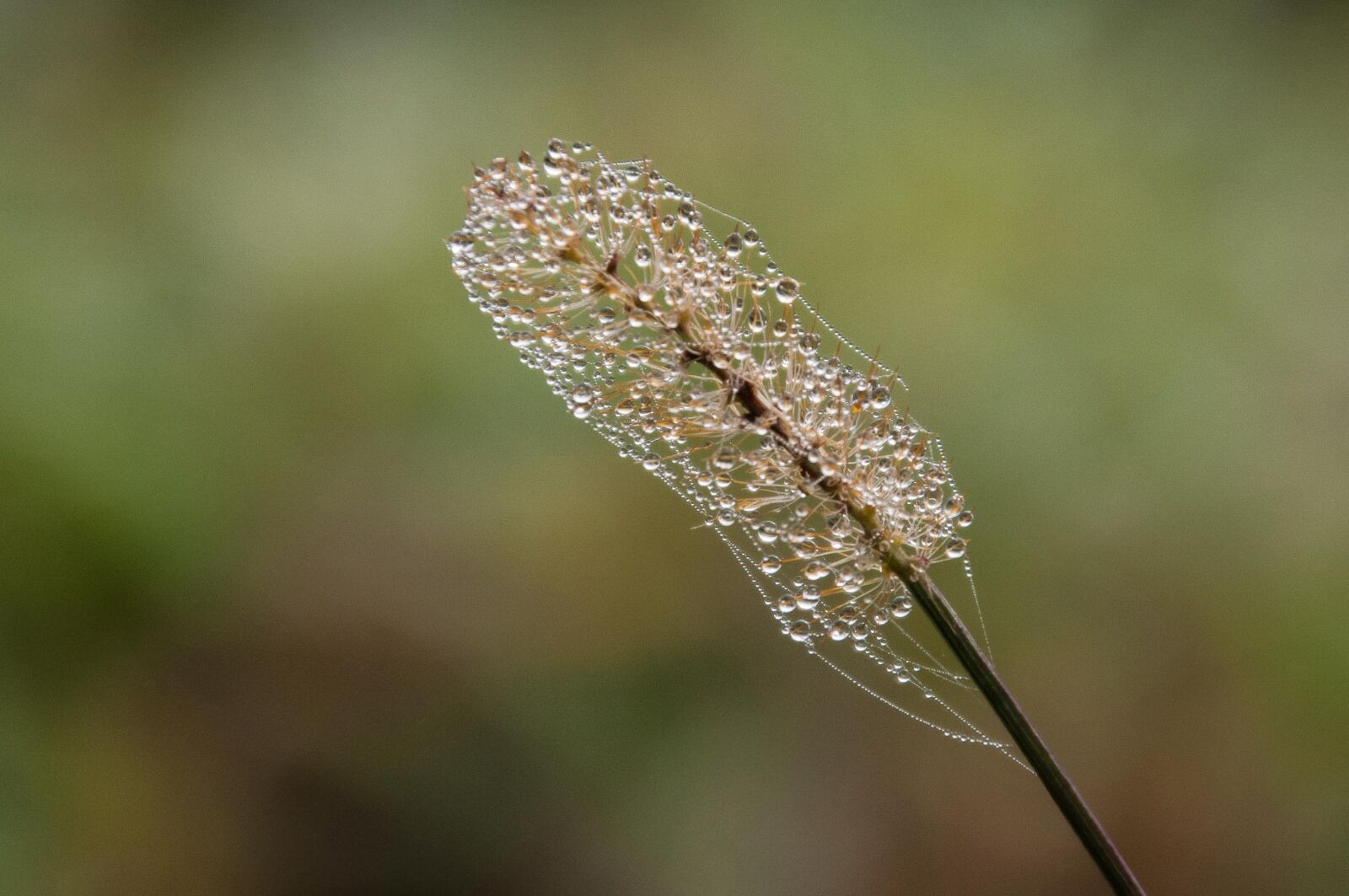 Nikon D300 sample photo. Dew, plant, dewdrop photography