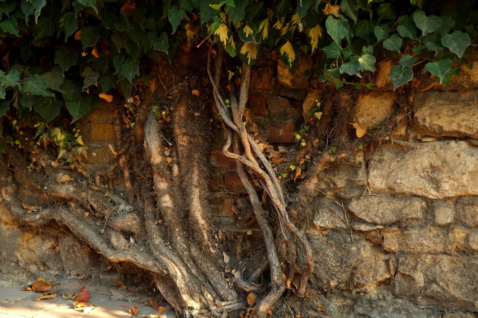 Fujifilm X-E1 sample photo. Ivy, plant, green photography