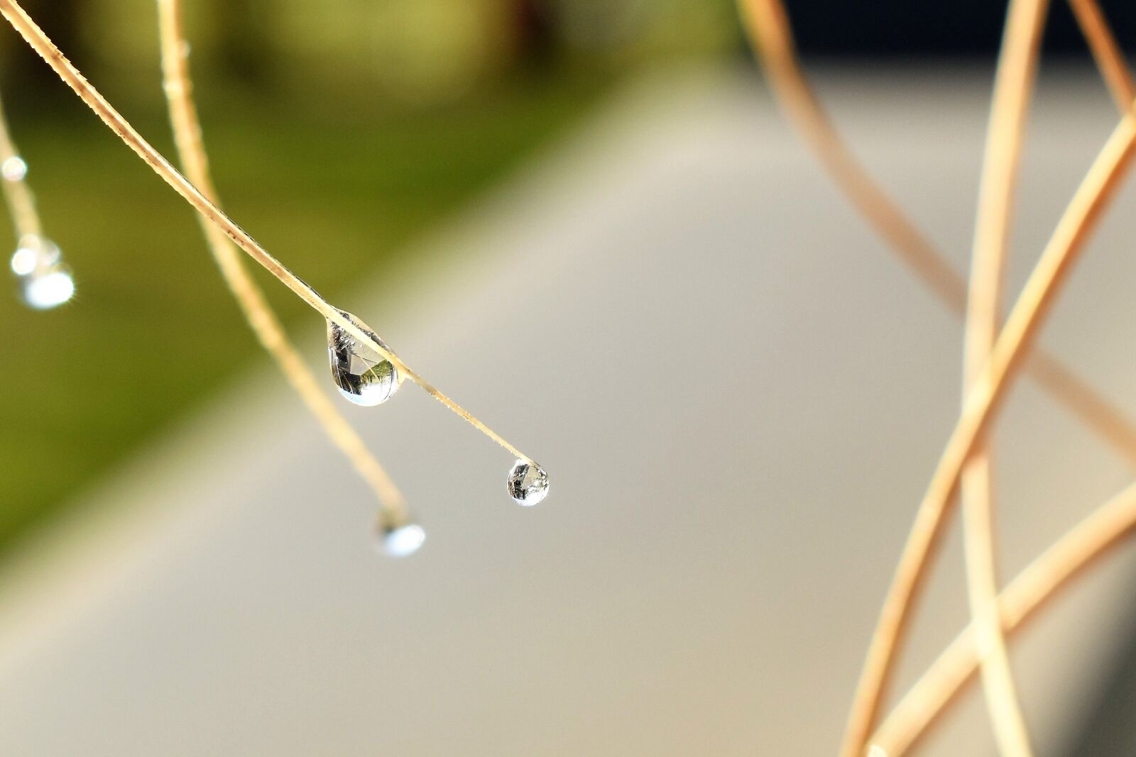 Nikon D5500 sample photo. Drip, dew, dewdrop photography