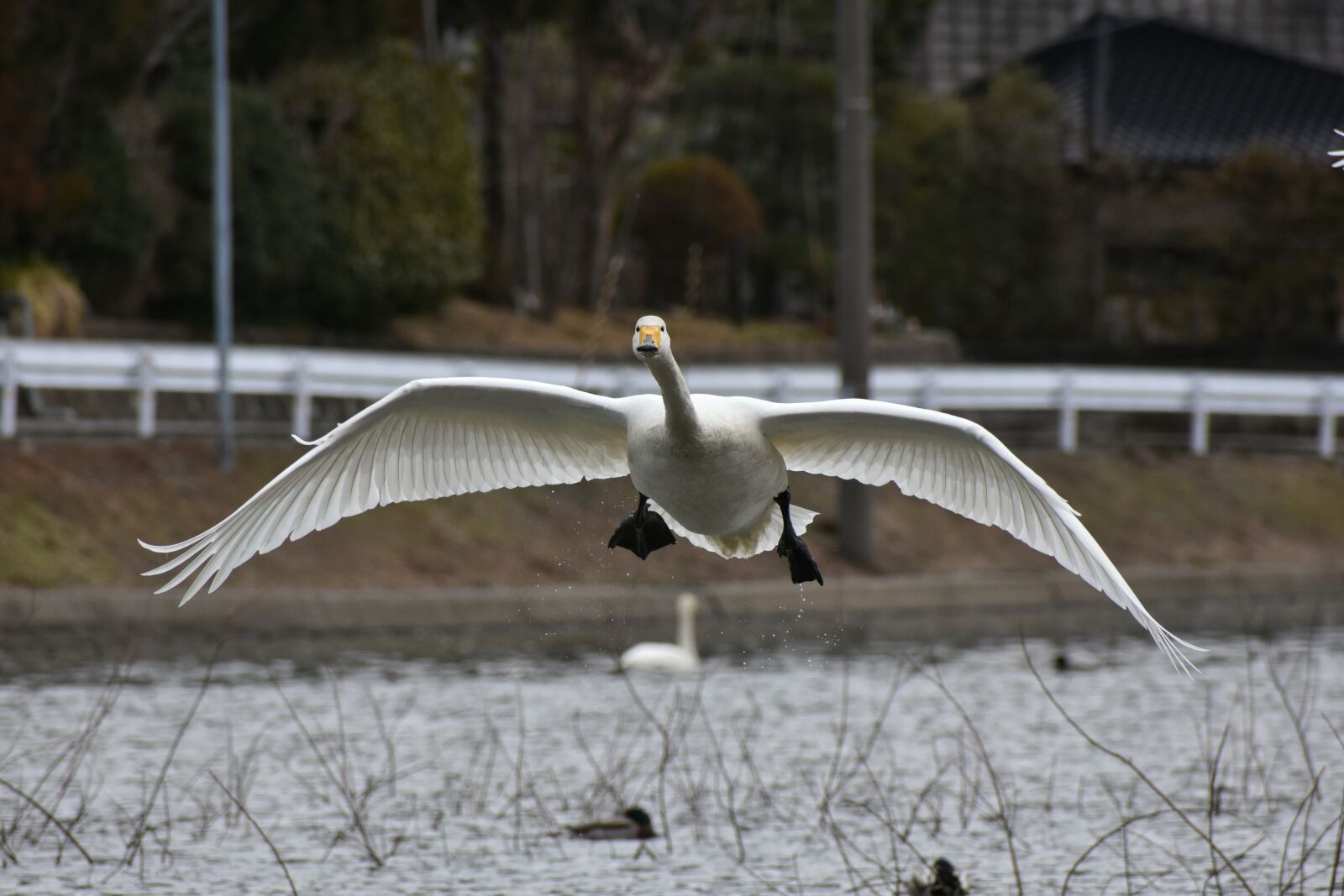 Nikon D7200 sample photo. Animal, lake, waterside photography
