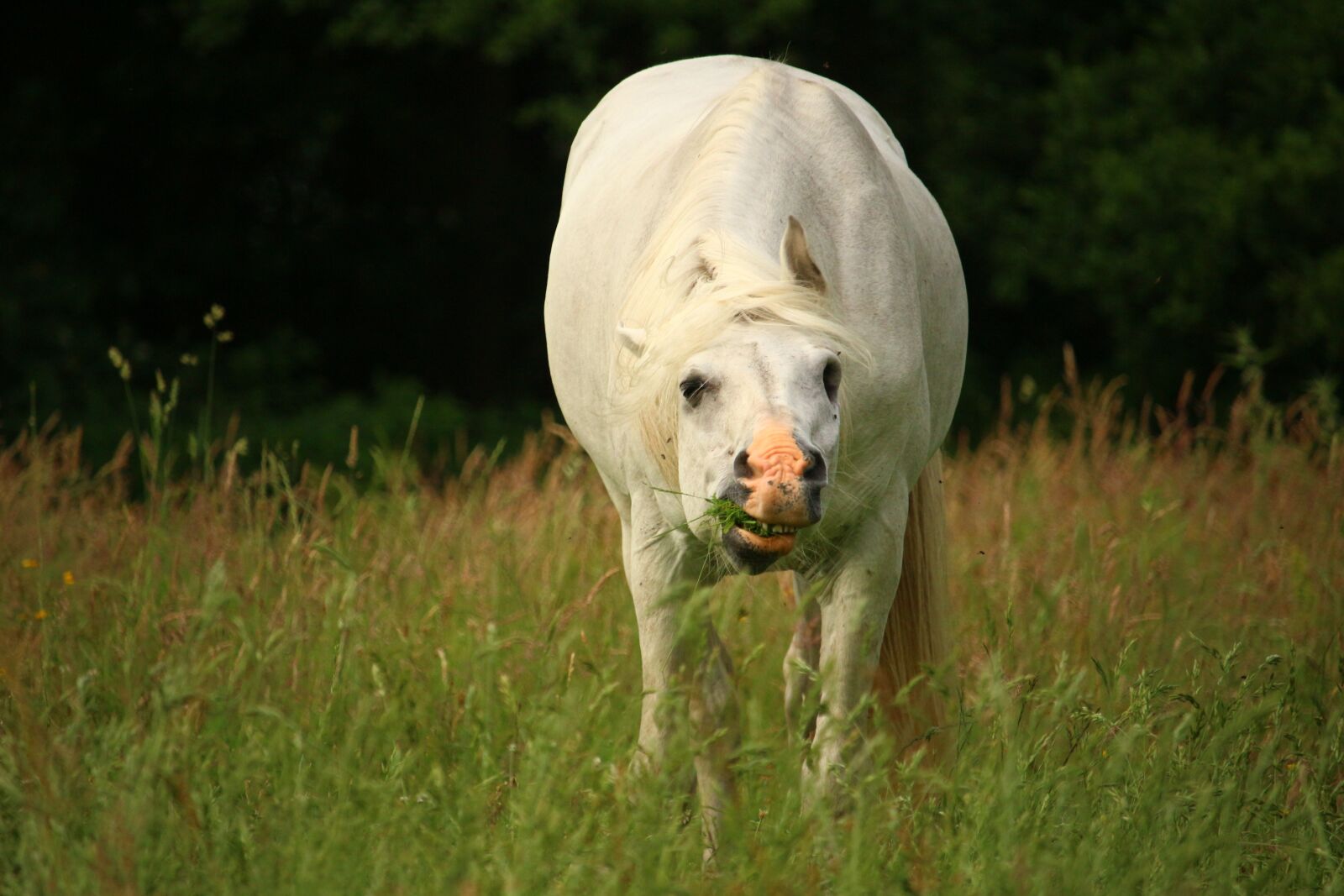 Canon EOS 100D (EOS Rebel SL1 / EOS Kiss X7) sample photo. Mold, horse, thoroughbred arabian photography