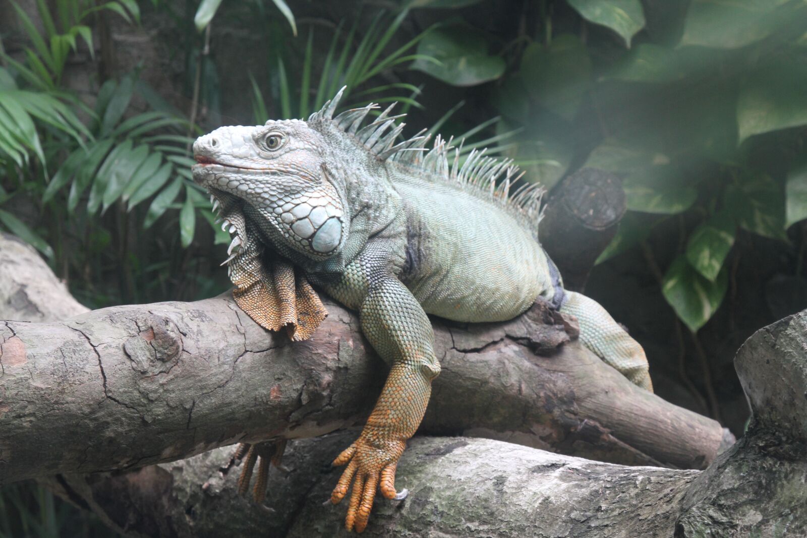Canon EOS 7D sample photo. Reptile, animal, wild photography