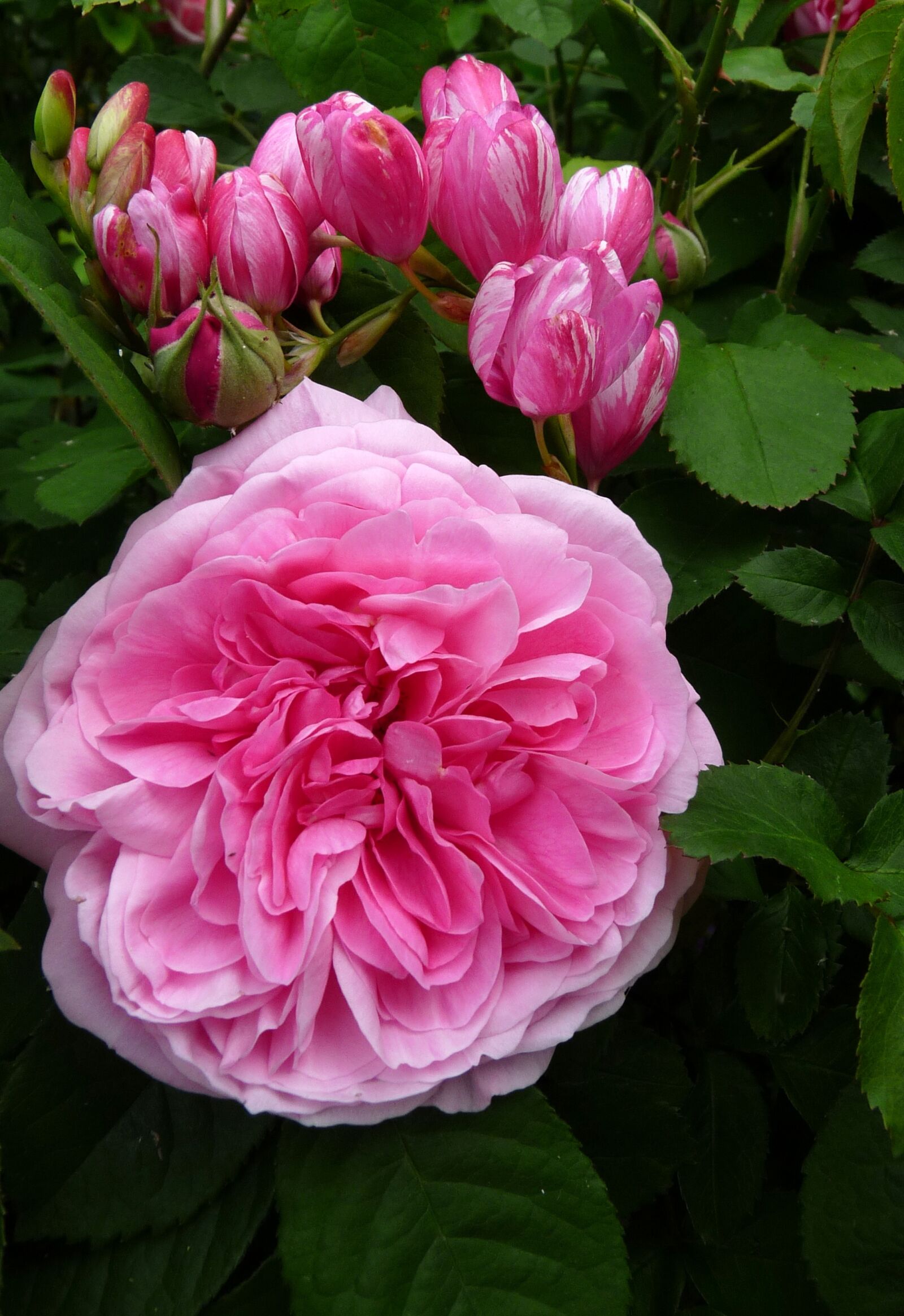 Panasonic Lumix DMC-FZ28 sample photo. Flowers, pink, rose photography
