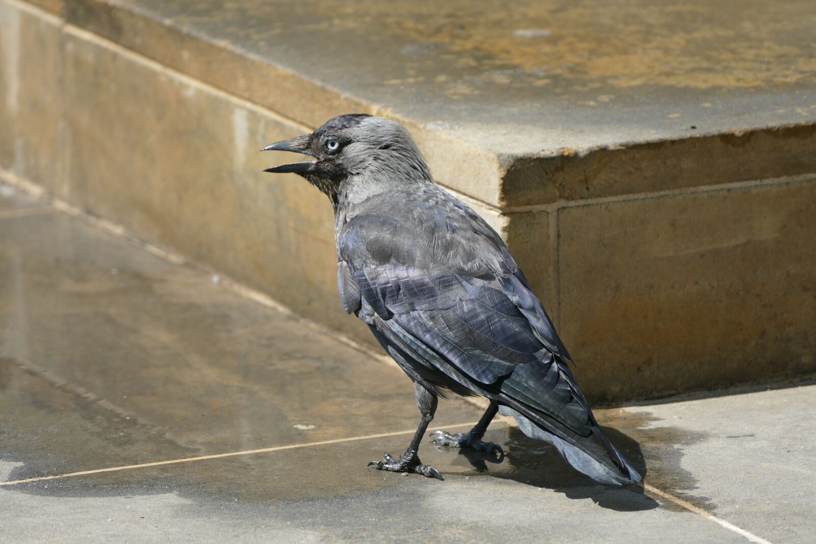 Panasonic Lumix DMC-FZ1000 sample photo. Bird, jackdaw, black photography