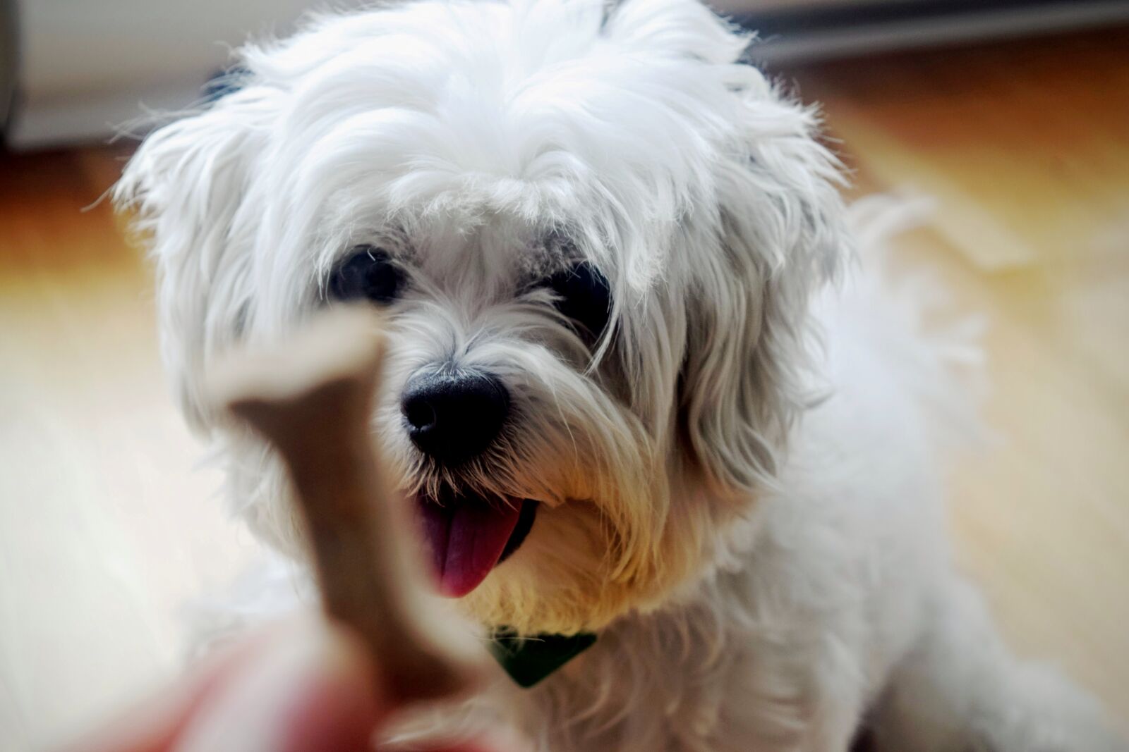 Nikon D3300 sample photo. Dog photography