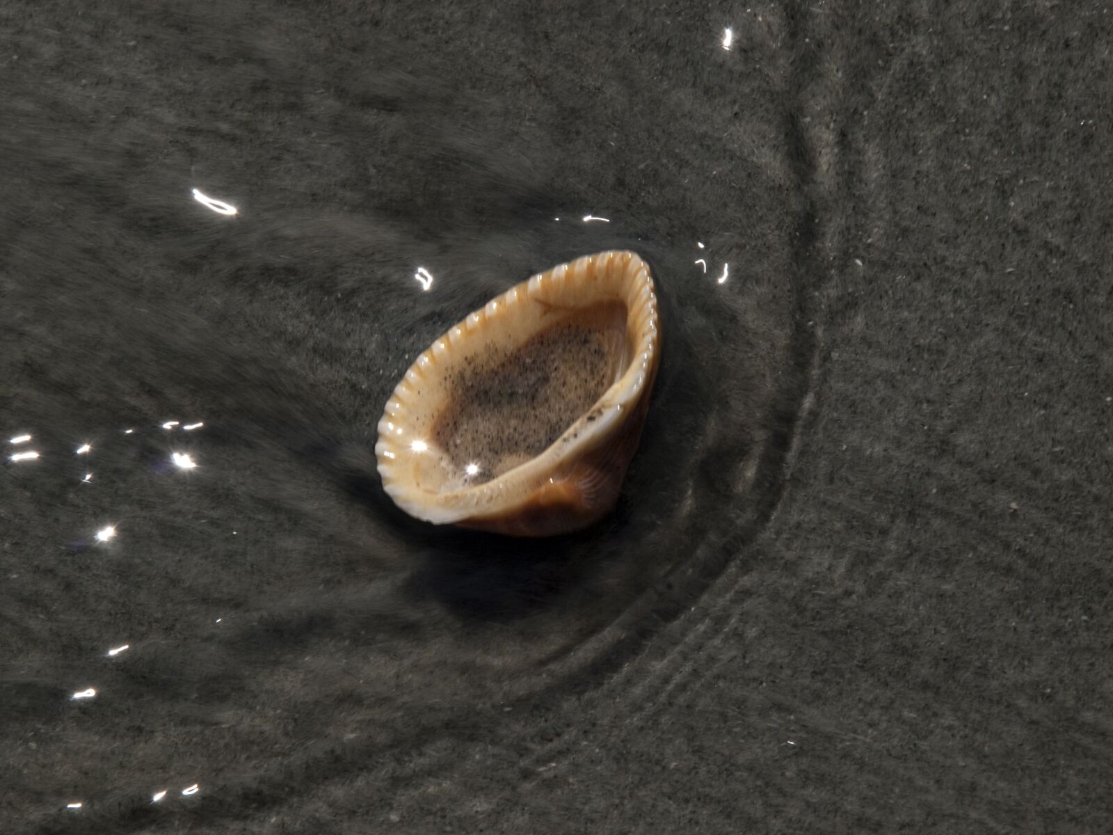 OLYMPUS 18mm-180mm Lens sample photo. Shell, water, sea photography