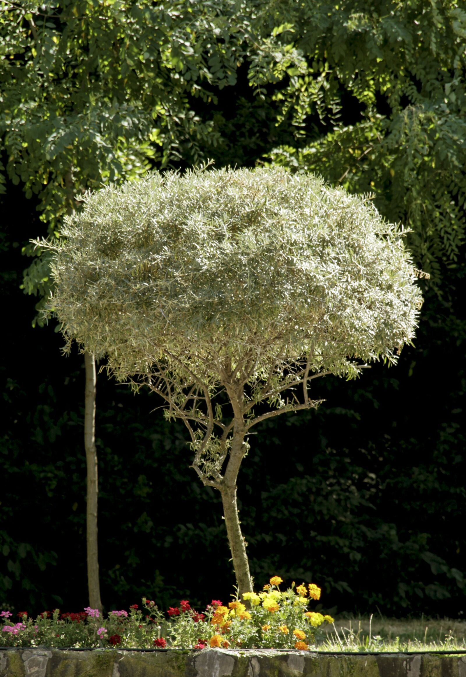 Canon EOS 7D sample photo. Tree, garden, outdoor photography