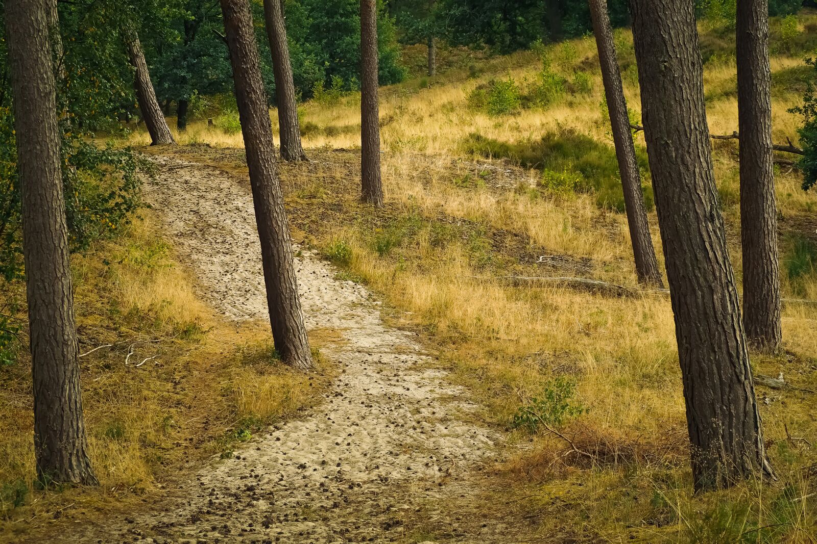 Olympus OM-D E-M10 sample photo. Forest, trees, nature photography