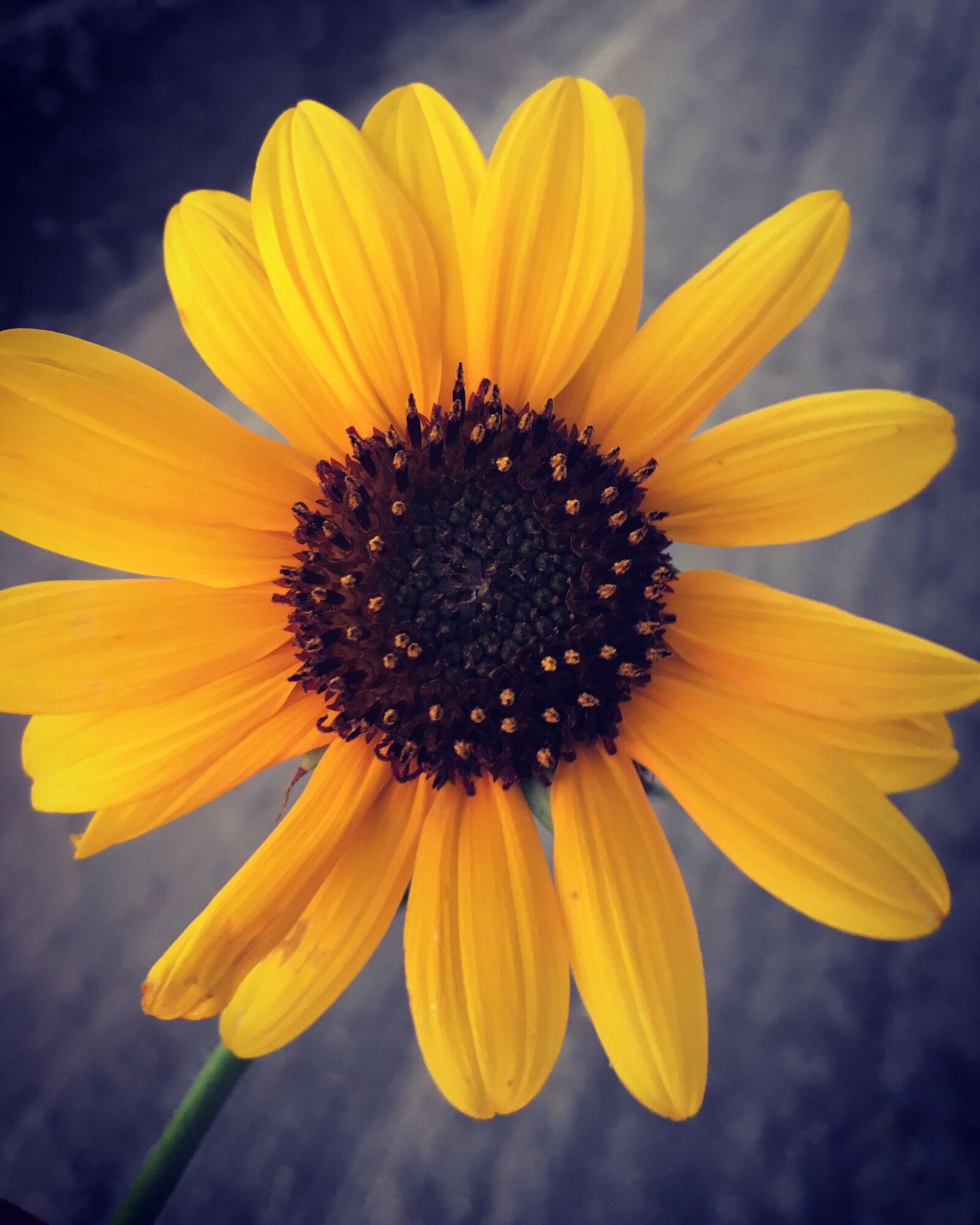 Apple iPhone 6s sample photo. Sunflower, flower, yellowflower photography