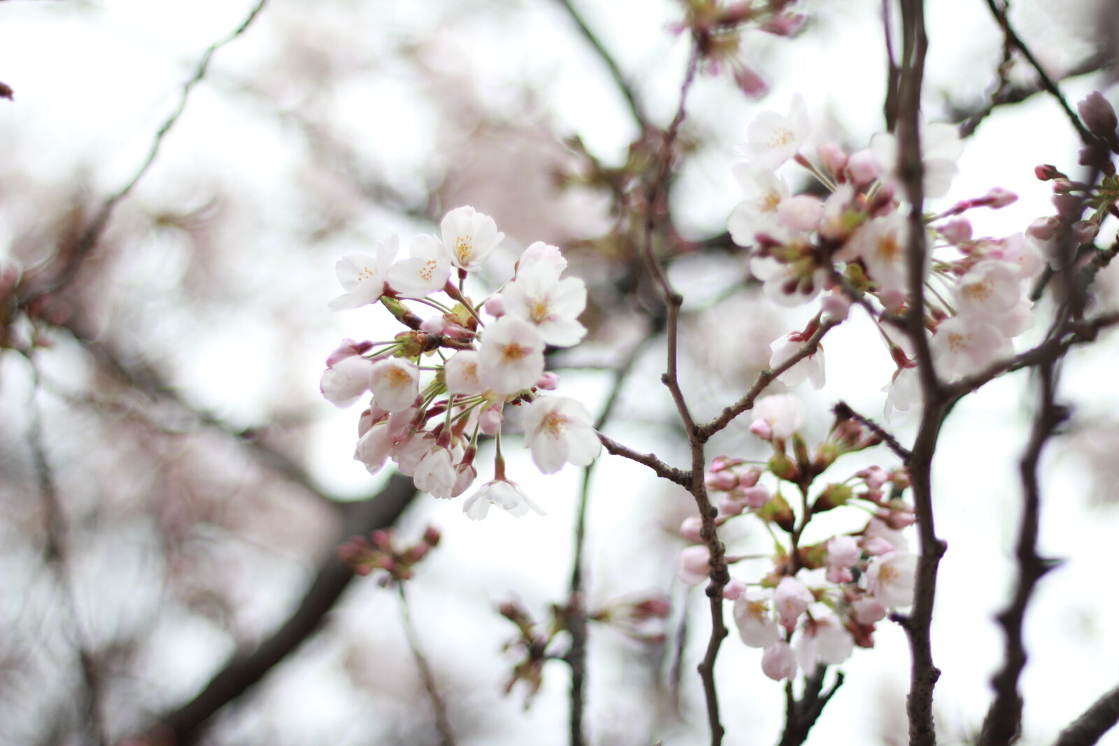 Canon EOS 550D (EOS Rebel T2i / EOS Kiss X4) sample photo. Cherry, blossom photography