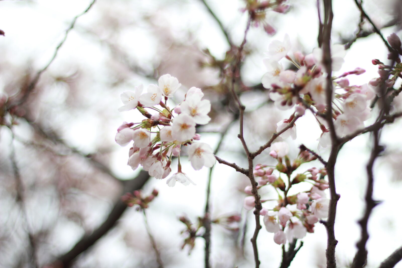 Canon EOS 550D (EOS Rebel T2i / EOS Kiss X4) + Canon EF 50mm F1.8 II sample photo. Cherry, blossom photography