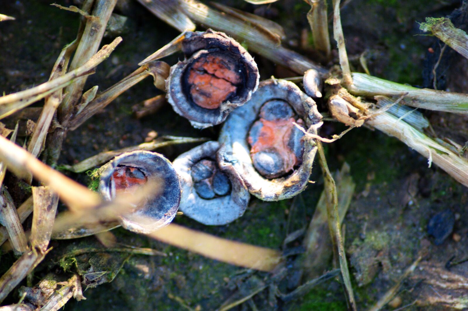 Nikon D5000 sample photo. Mushroom, fungi, crucibulum photography
