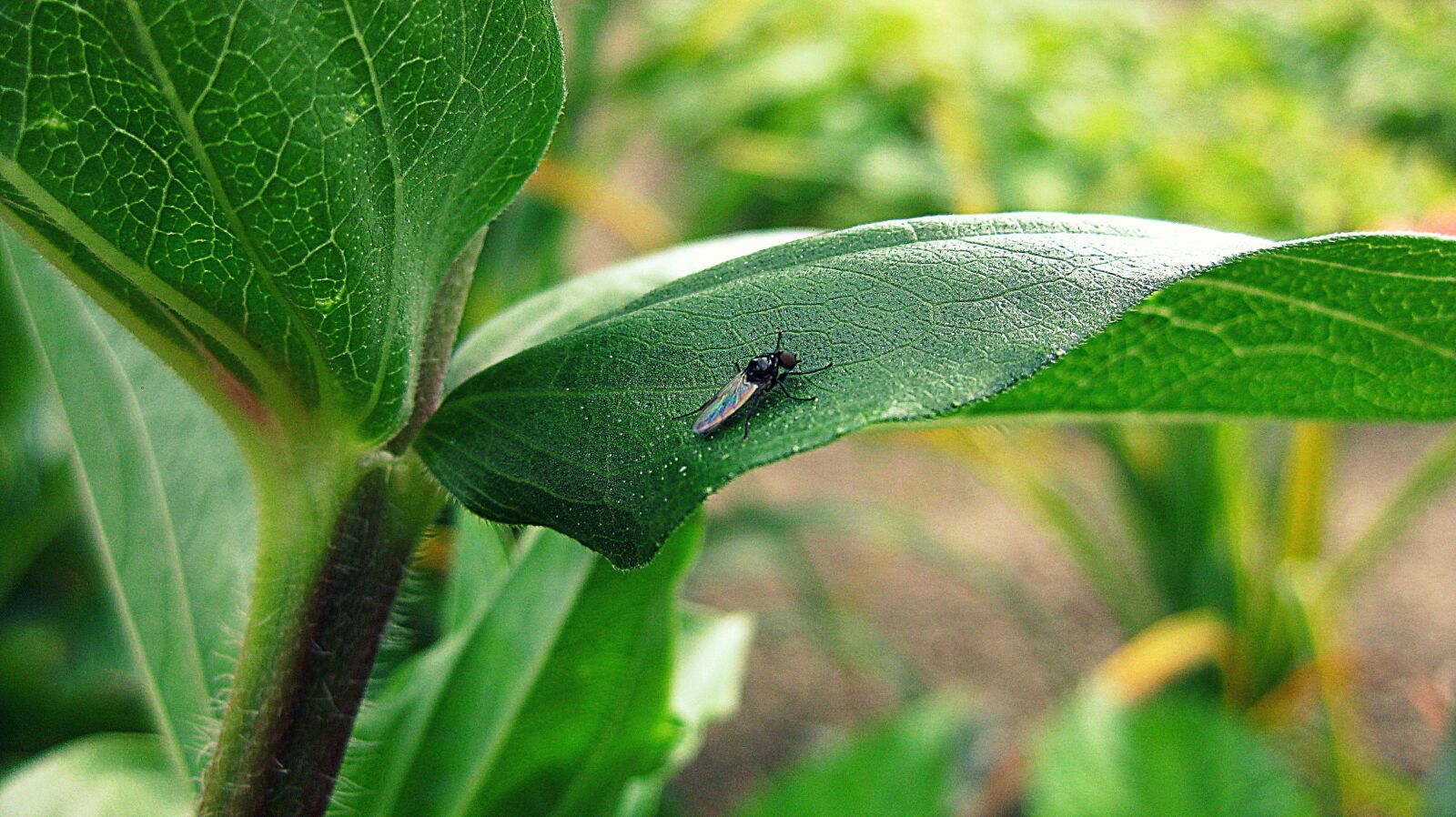 Canon PowerShot SD1100 IS (Digital IXUS 80 IS / IXY Digital 20 IS) sample photo. Green, plants, insects photography