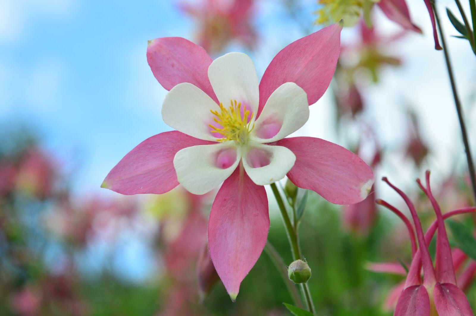 Nikon D3200 sample photo. Aquilegia, pink flower, plants photography