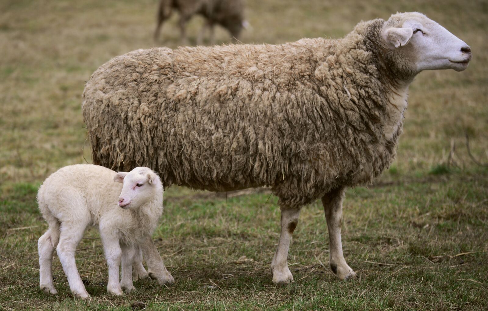 Nikon D610 sample photo. Sheep, lamb, mother sheep photography