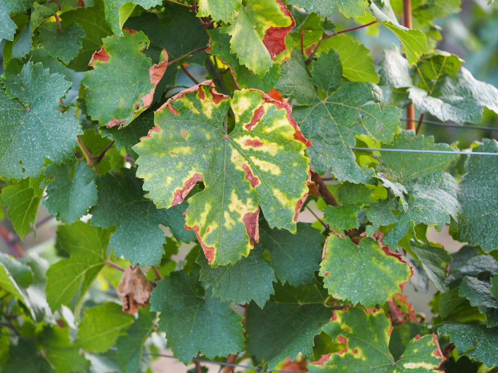 Olympus M.Zuiko Digital ED 60mm F2.8 Macro sample photo. Leaf, autumn, vine photography