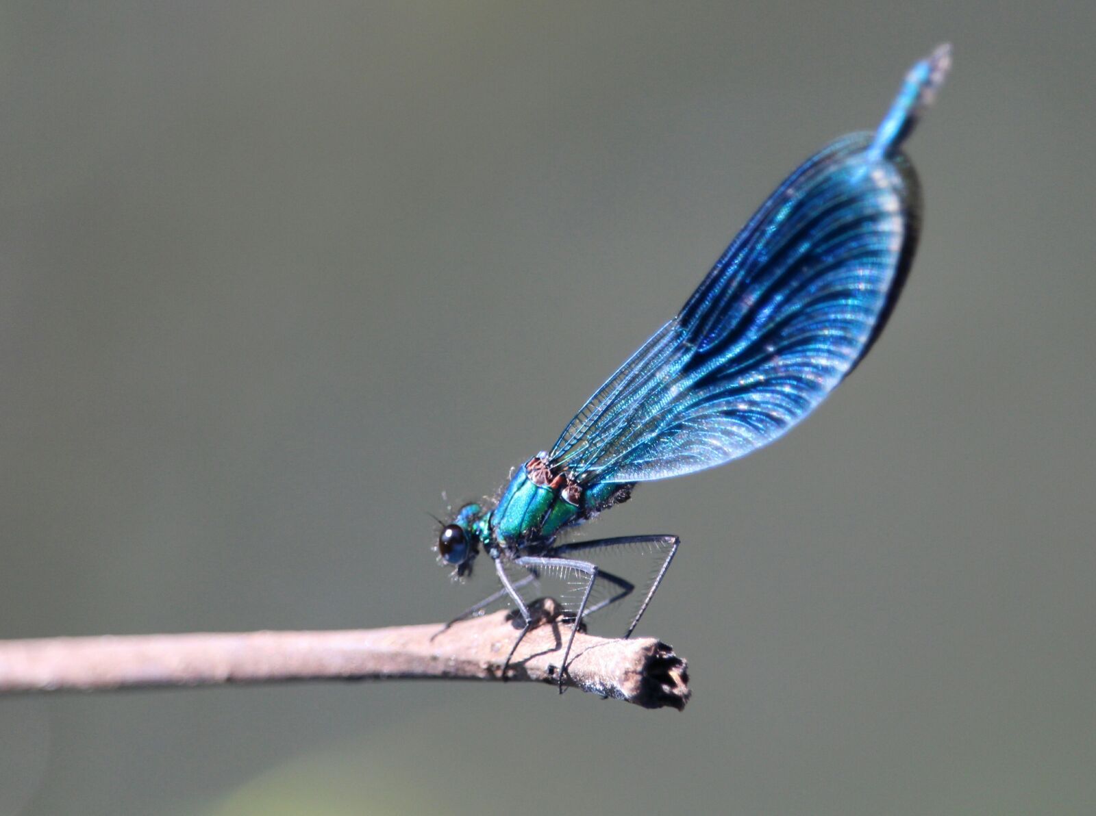 Canon EF-S 55-250mm F4-5.6 IS STM sample photo. Dragonfly, insect, spreewald photography