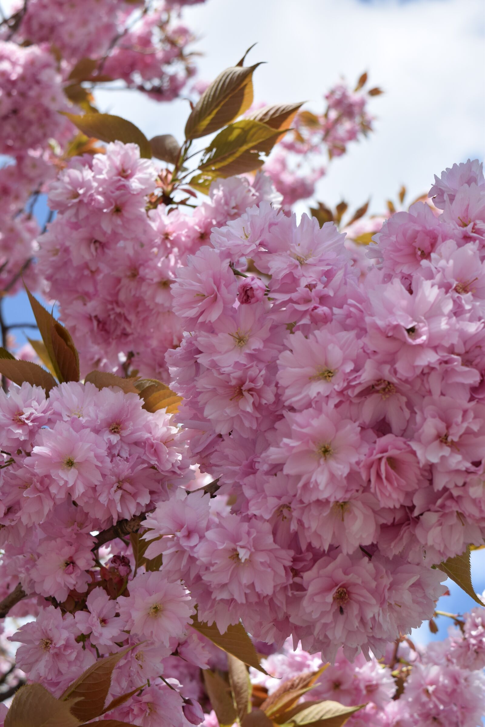 Nikon D5300 sample photo. Cherry blossom, pink, b photography
