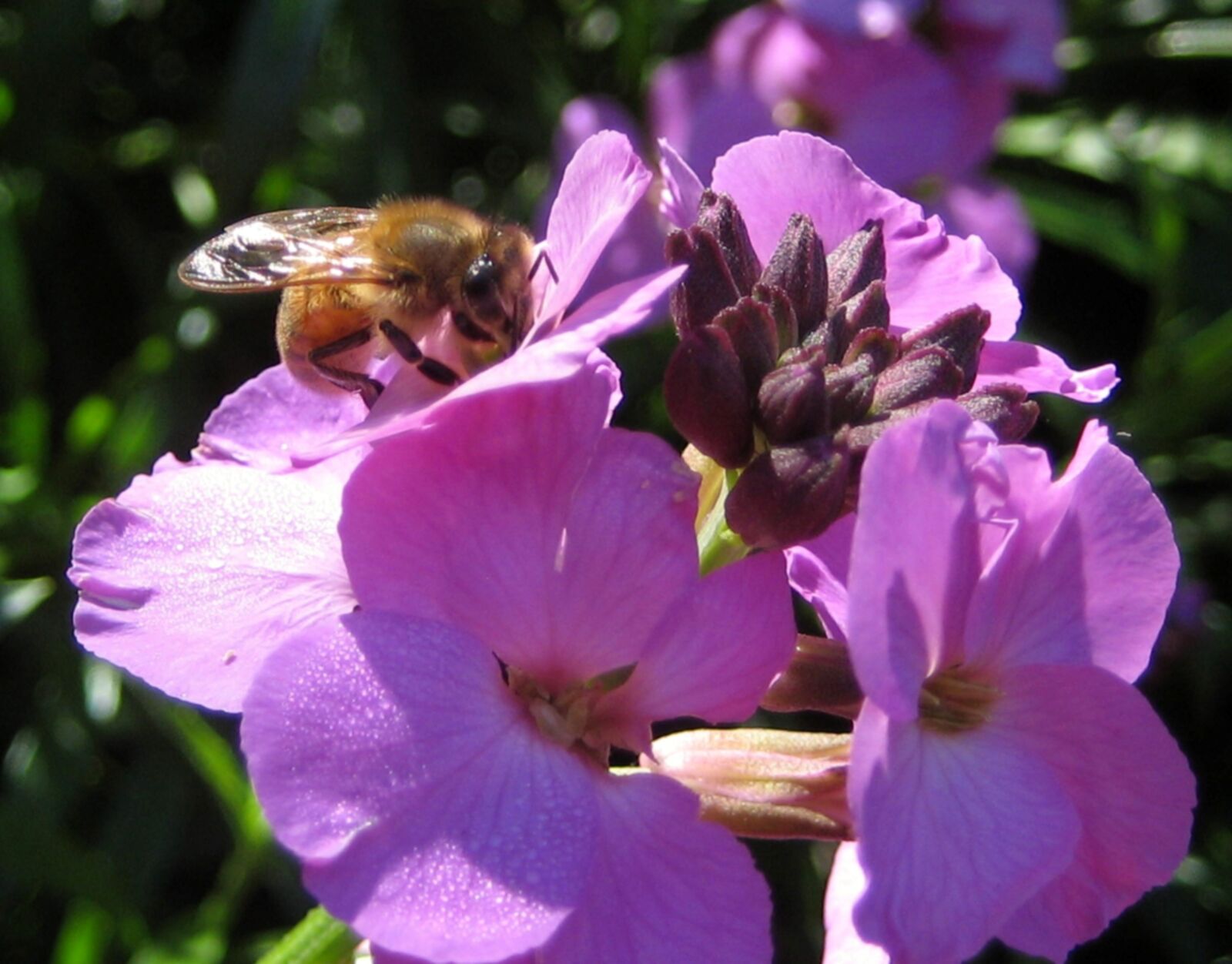 Canon DIGITAL IXUS 70 sample photo. Honey bee, bee, insect photography
