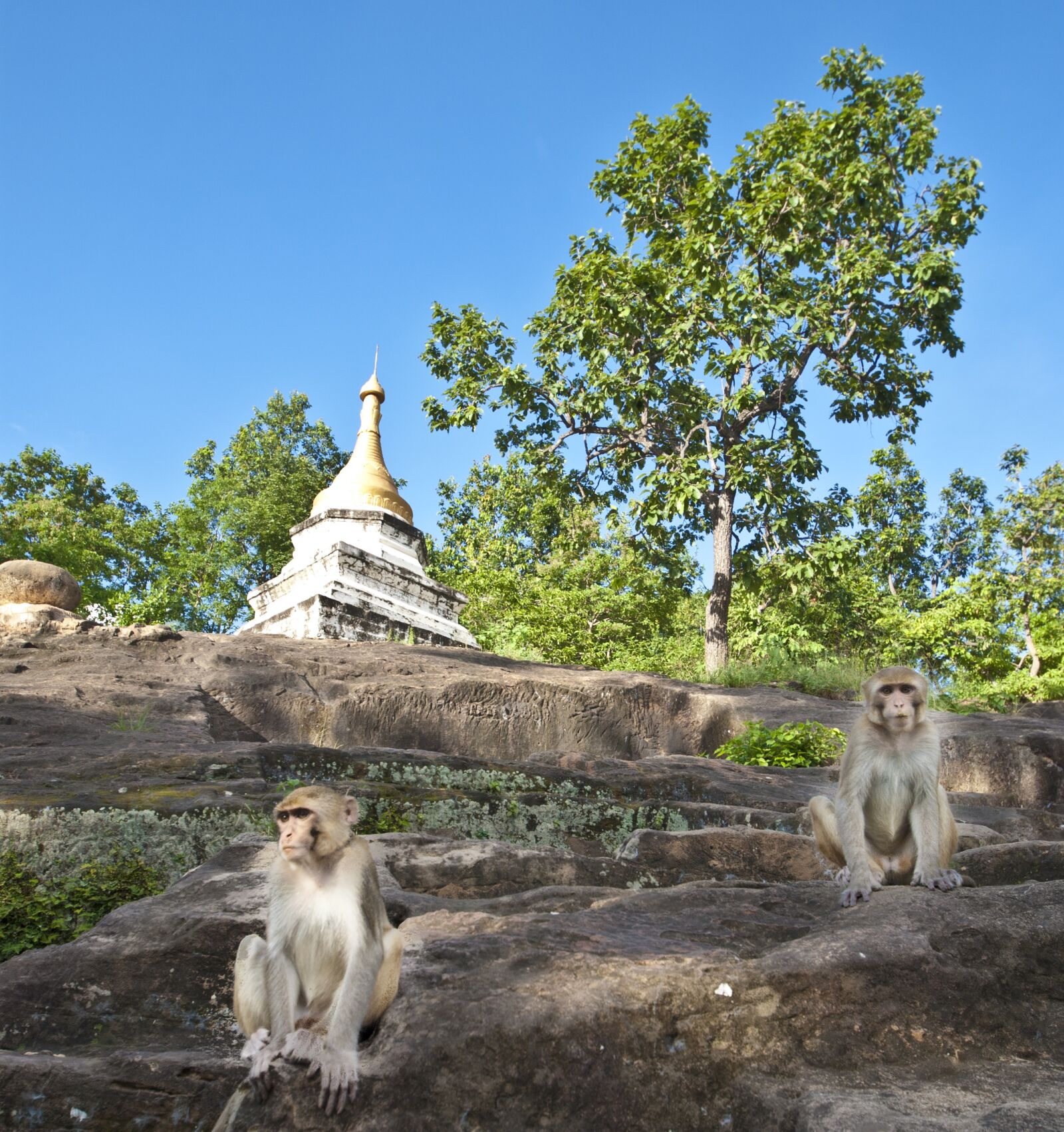 Nikon D80 sample photo. Myanmar, monkeys, asia photography