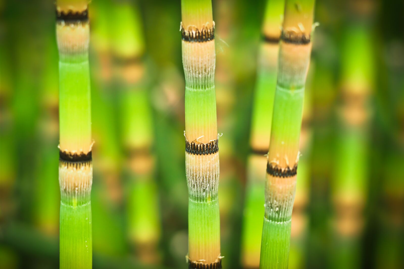 Olympus OM-D E-M10 sample photo. Bamboo, bright, bamboo stalks photography