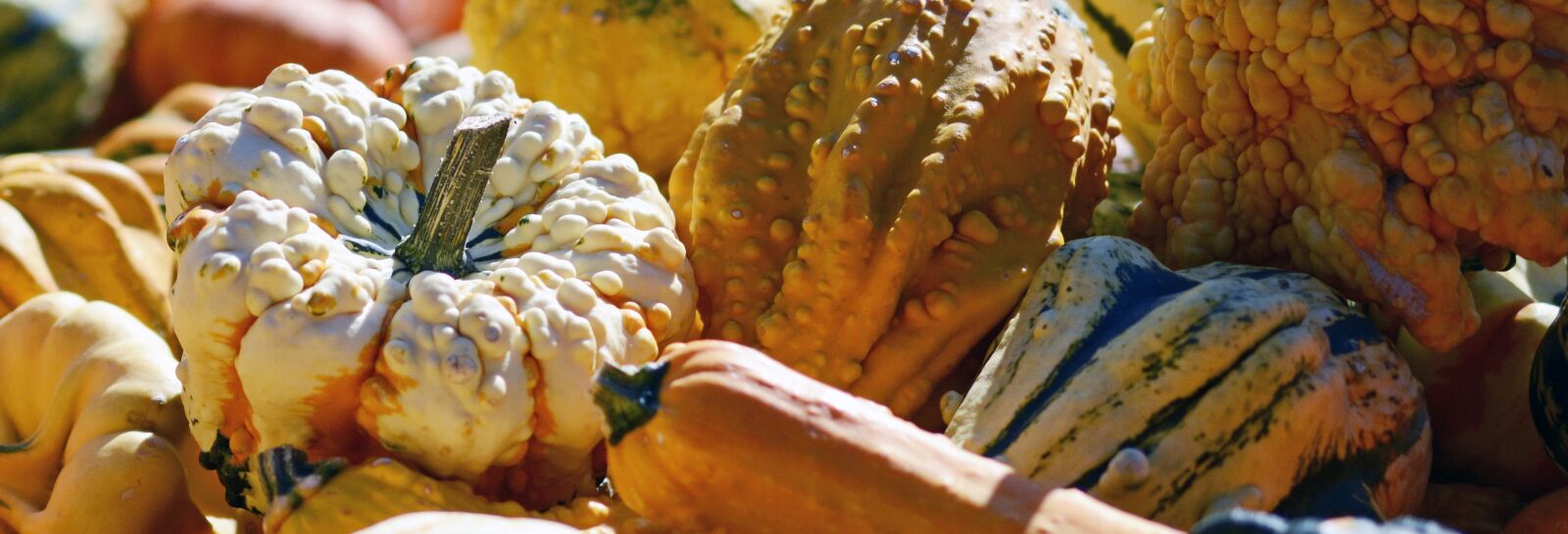 Nikon D7100 sample photo. Pumpkin, gourd, autumn photography