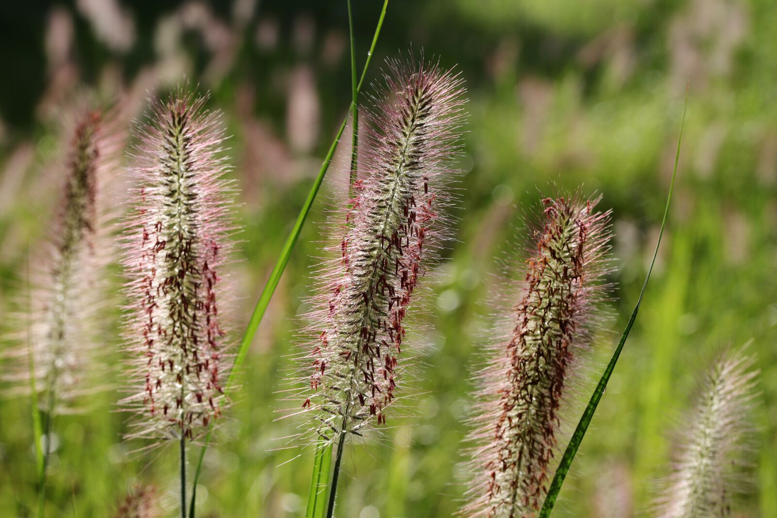 Canon EOS 6D Mark II sample photo. Foxtail, light, green photography