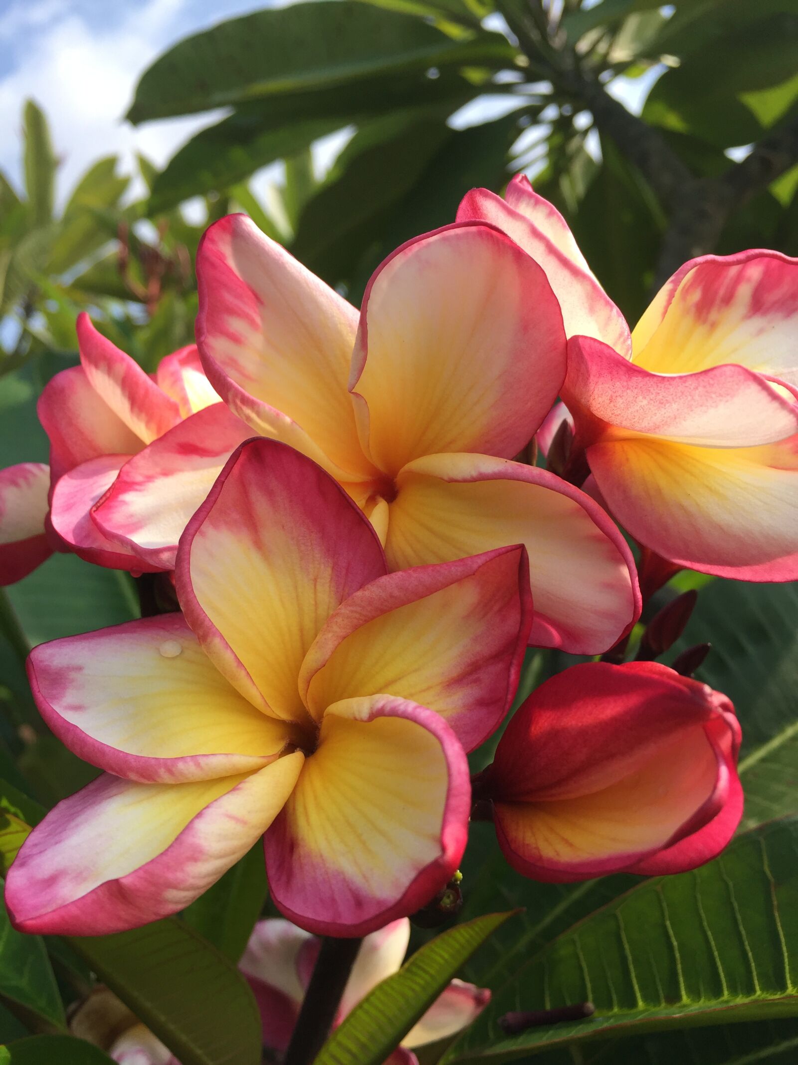 iPhone 6 back camera 4.15mm f/2.2 sample photo. Plumeria, pink flower, yellow photography