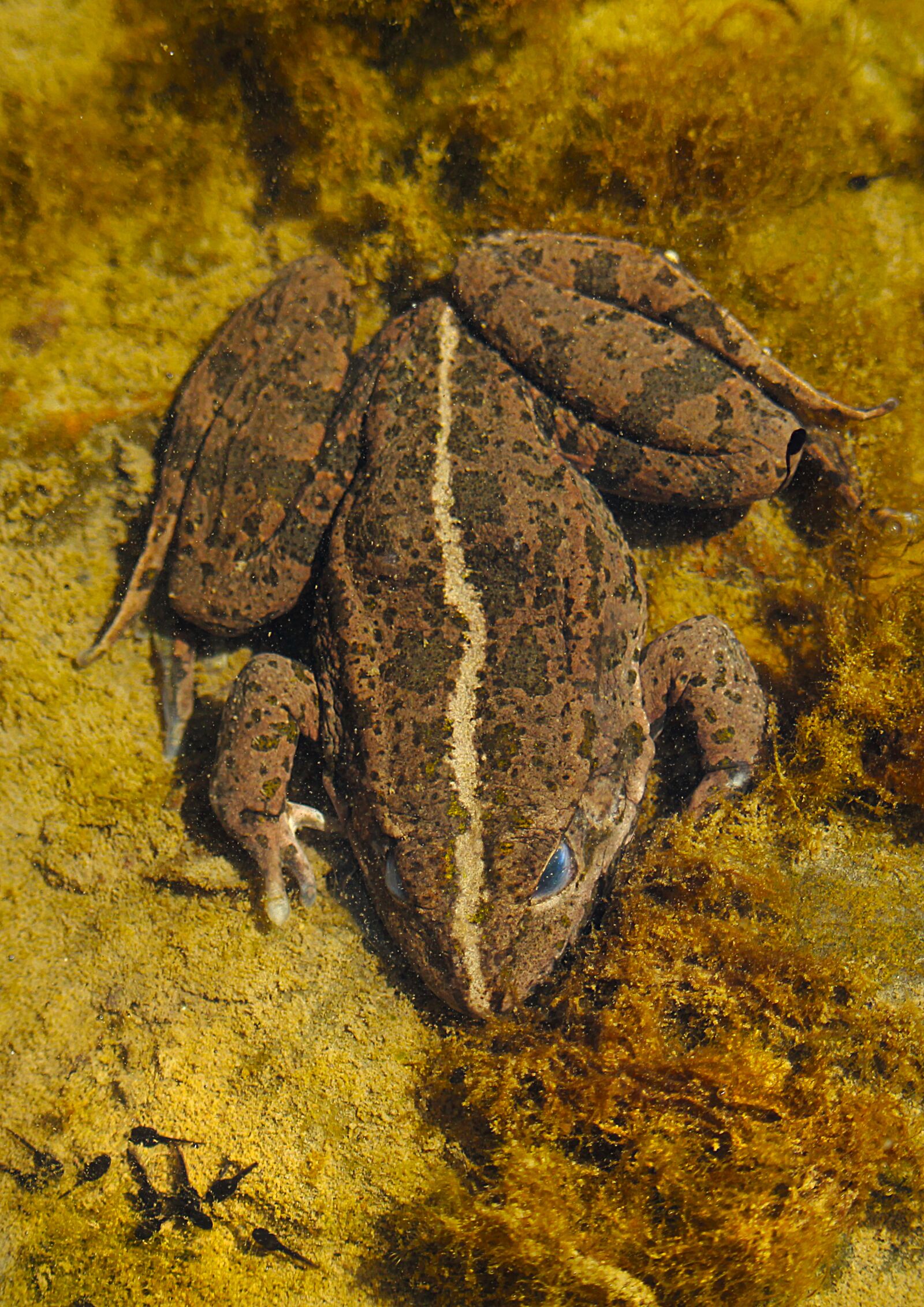Canon EOS 1200D (EOS Rebel T5 / EOS Kiss X70 / EOS Hi) sample photo. Frog, tadpole, toad photography