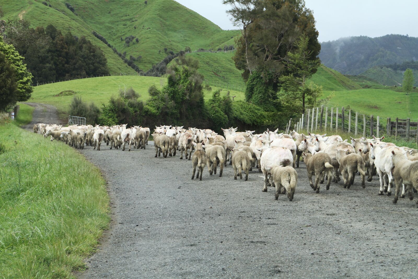 Canon EOS 7D sample photo. New zealand, sheep, road photography