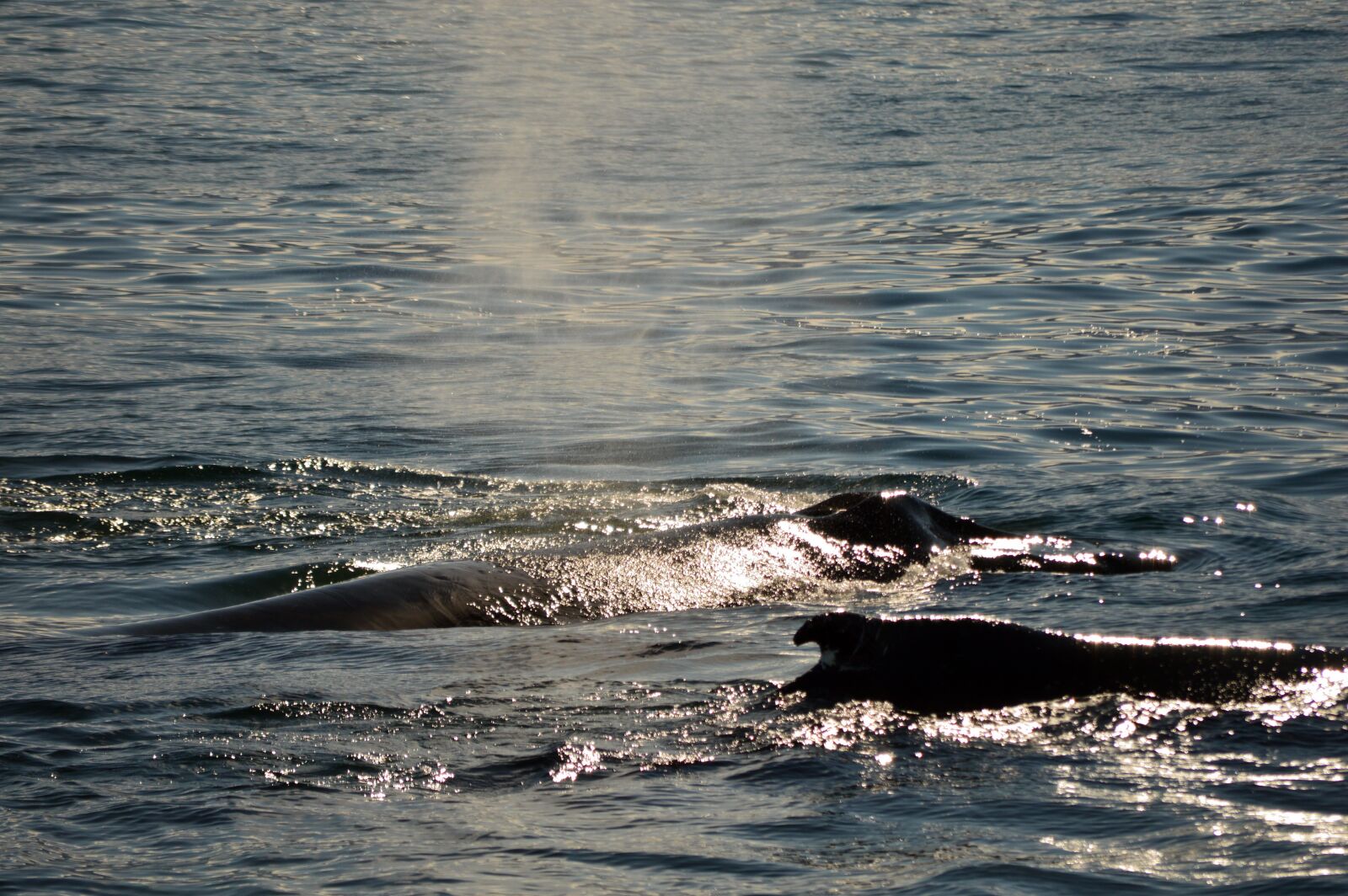 Nikon D3200 sample photo. Whales, sun, ocean photography