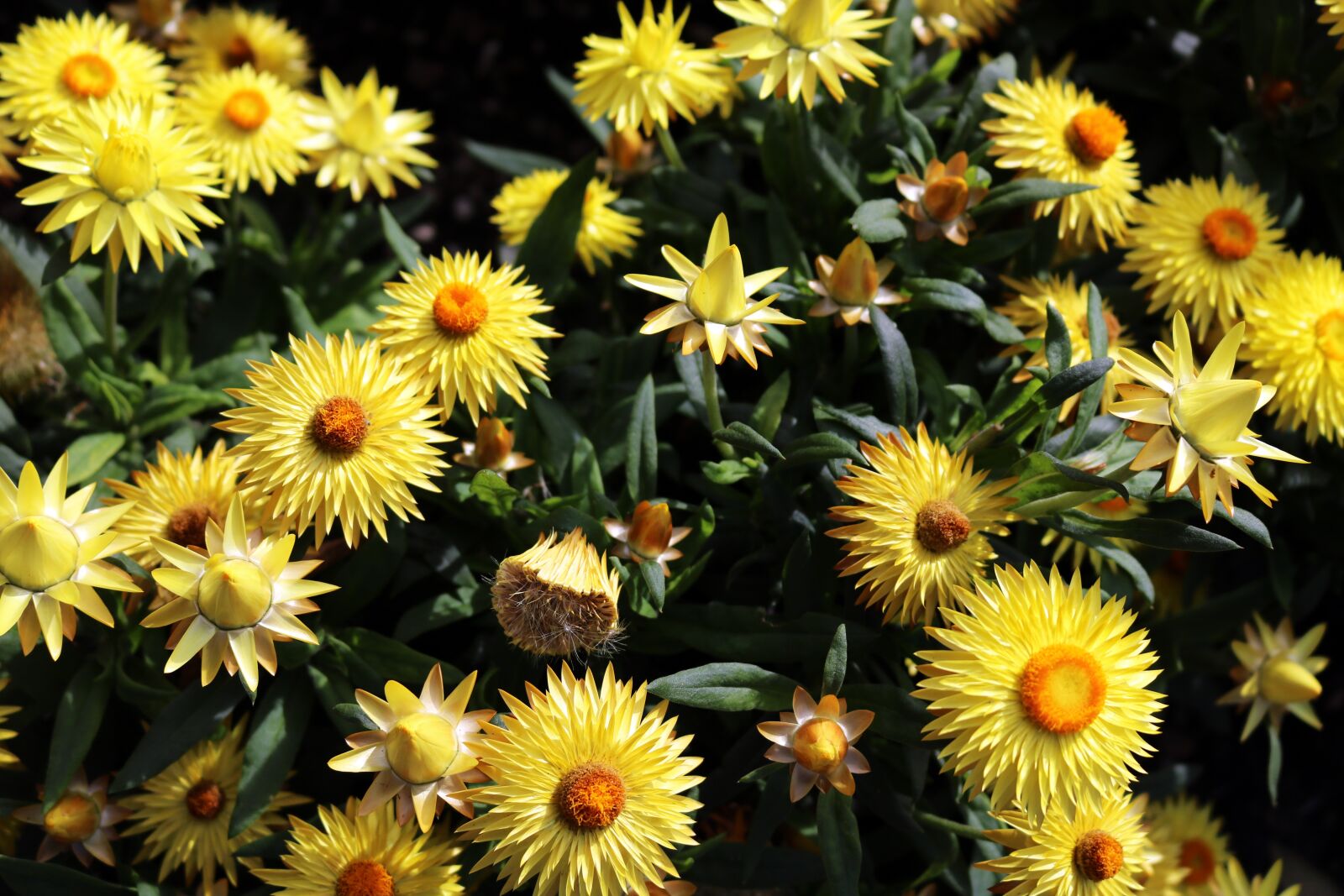 Canon EOS 750D (EOS Rebel T6i / EOS Kiss X8i) sample photo. Yellow, flowers, green photography