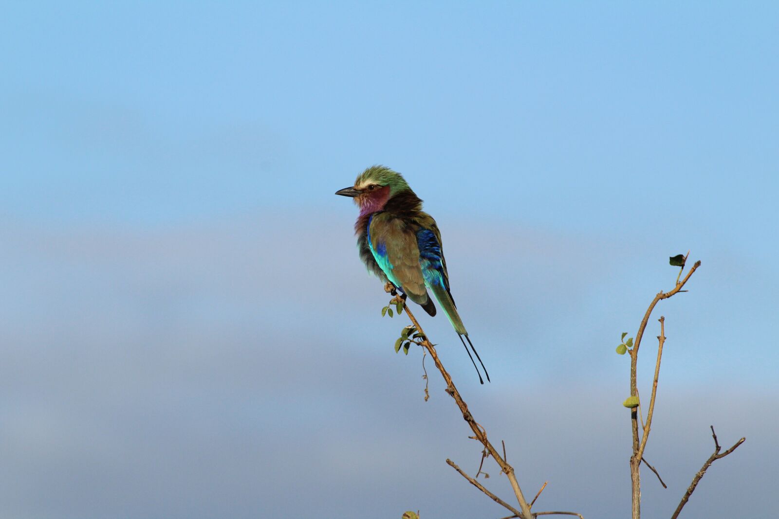 Canon EOS 1300D (EOS Rebel T6 / EOS Kiss X80) sample photo. Bird, lilac-breasted, feathers photography