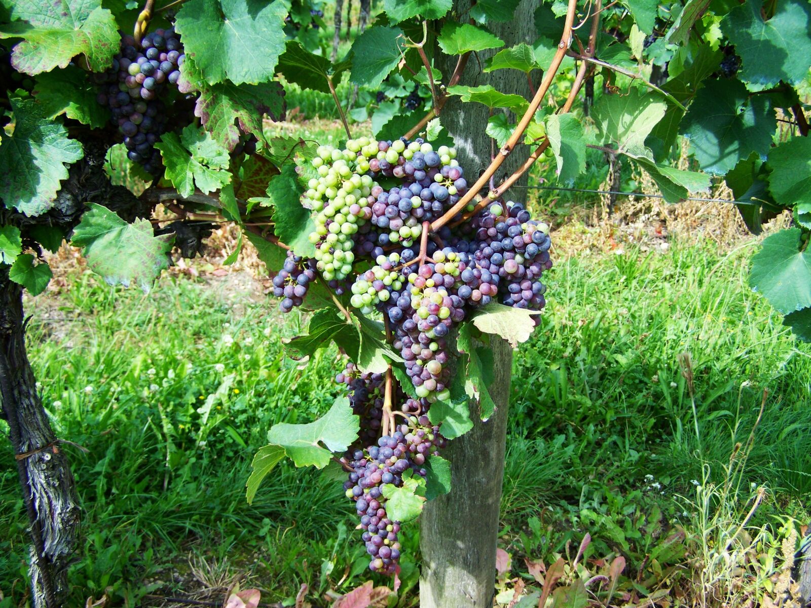 Kodak EASYSHARE ZD710 ZOOM DIGITAL CAMERA sample photo. Grape, fruit, cluster crop photography