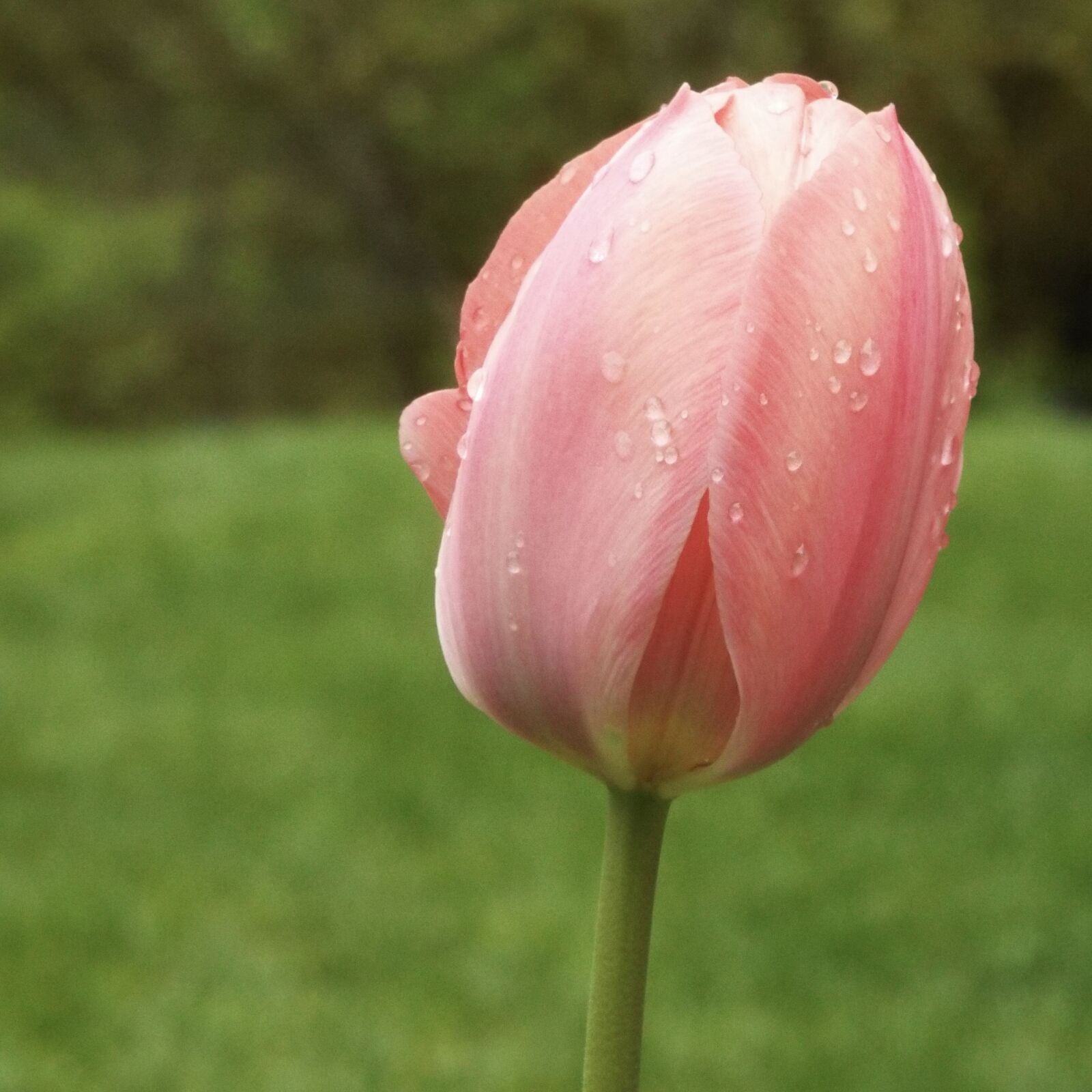 Fujifilm FinePix S9900W S9950W sample photo. Tulip, flower, tulips photography