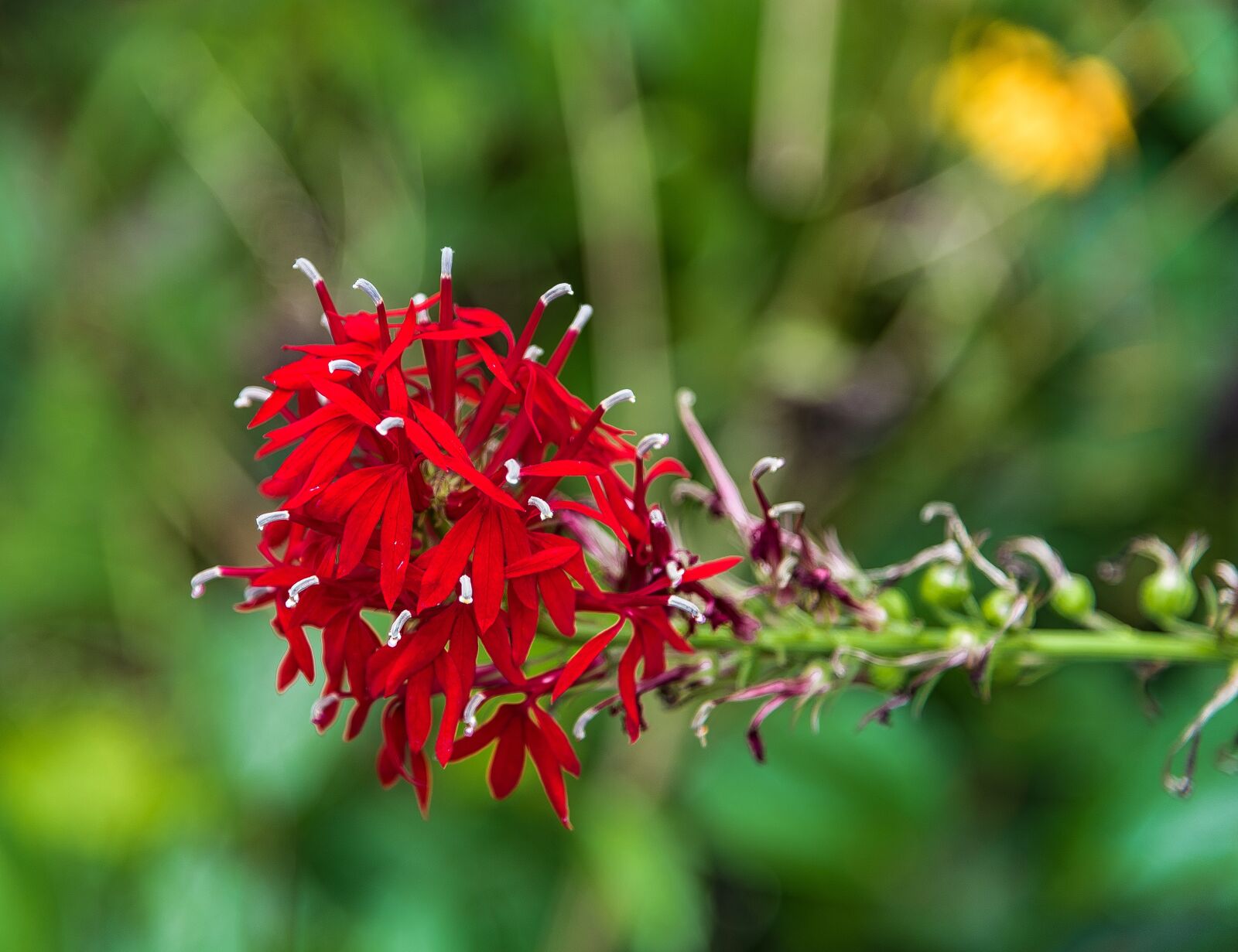 Nikon D750 sample photo. Nature, flower, flora photography
