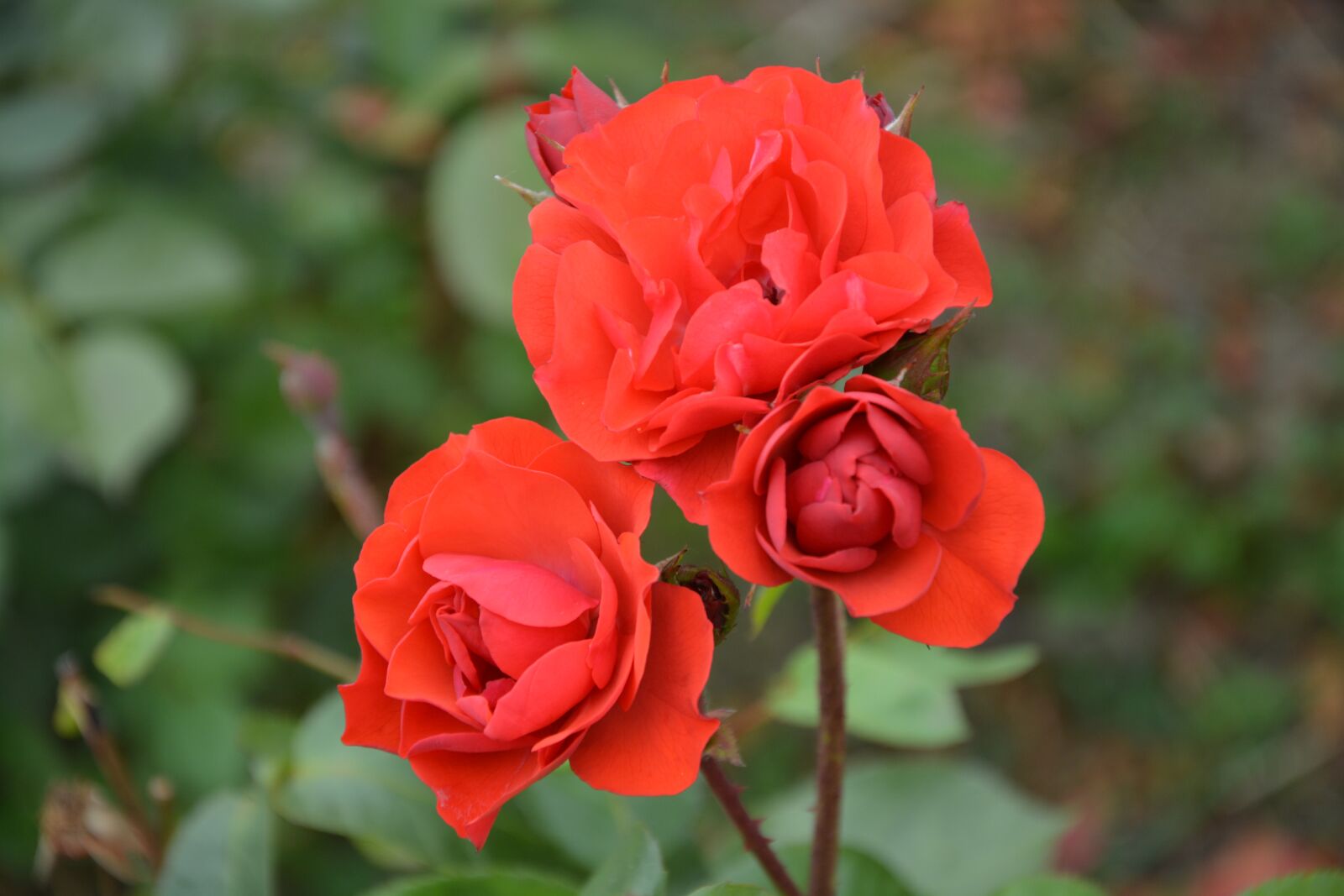Nikon D5200 sample photo. Red rose, bouquet, flower photography