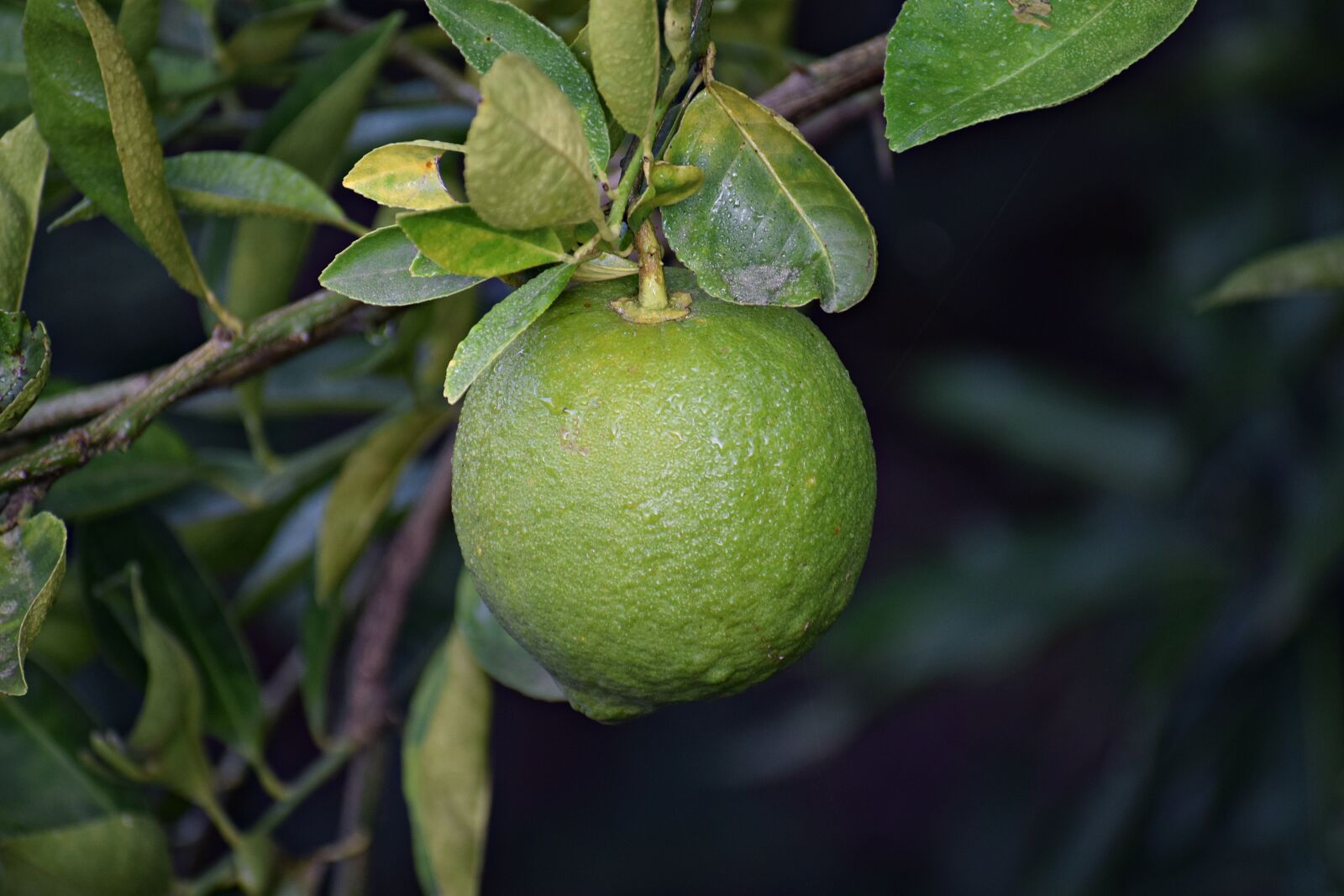 Nikon D3300 sample photo. Citrus, food, plant photography