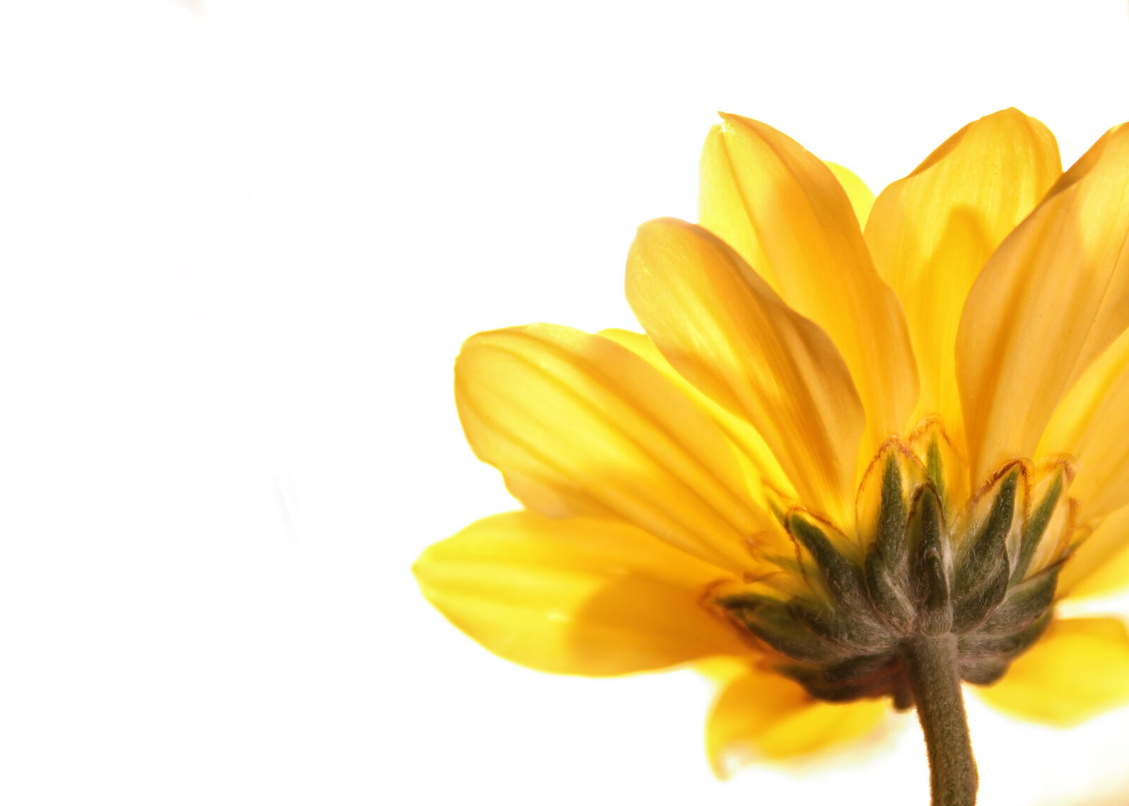 Canon EOS 550D (EOS Rebel T2i / EOS Kiss X4) sample photo. Flower, yellow, flower photography