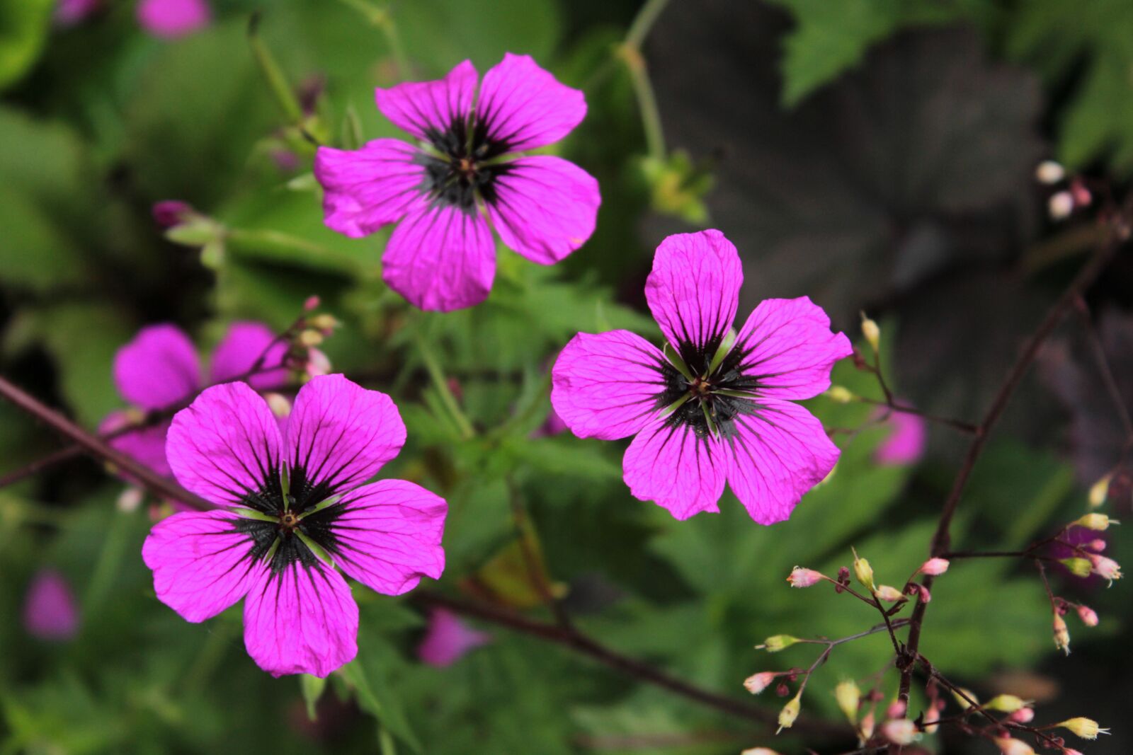 Canon EOS 600D (Rebel EOS T3i / EOS Kiss X5) sample photo. Geranium patricia, pelagonia, pink photography
