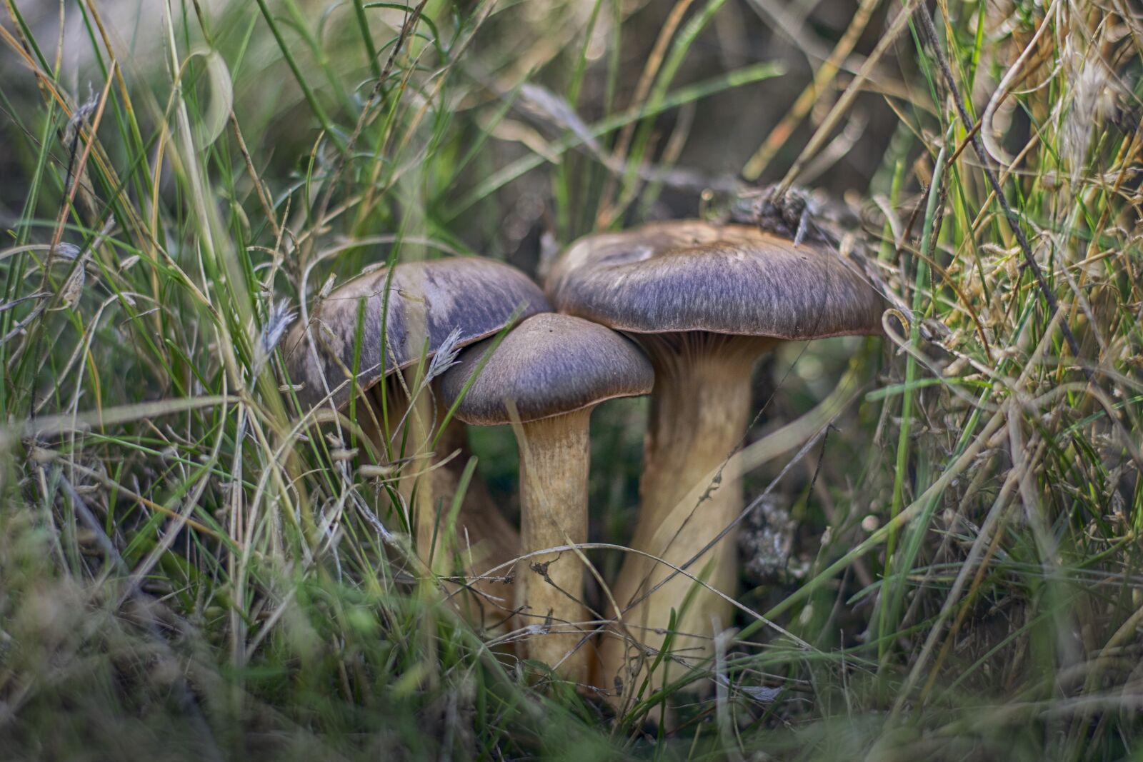Nikon D3300 sample photo. Mushrooms, field, grass photography