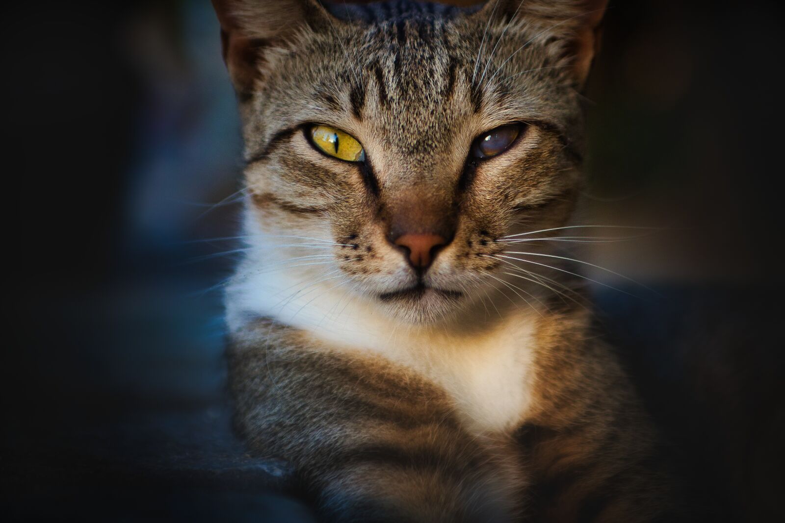 Canon EOS 80D sample photo. Cat, portrait, cat's eyes photography